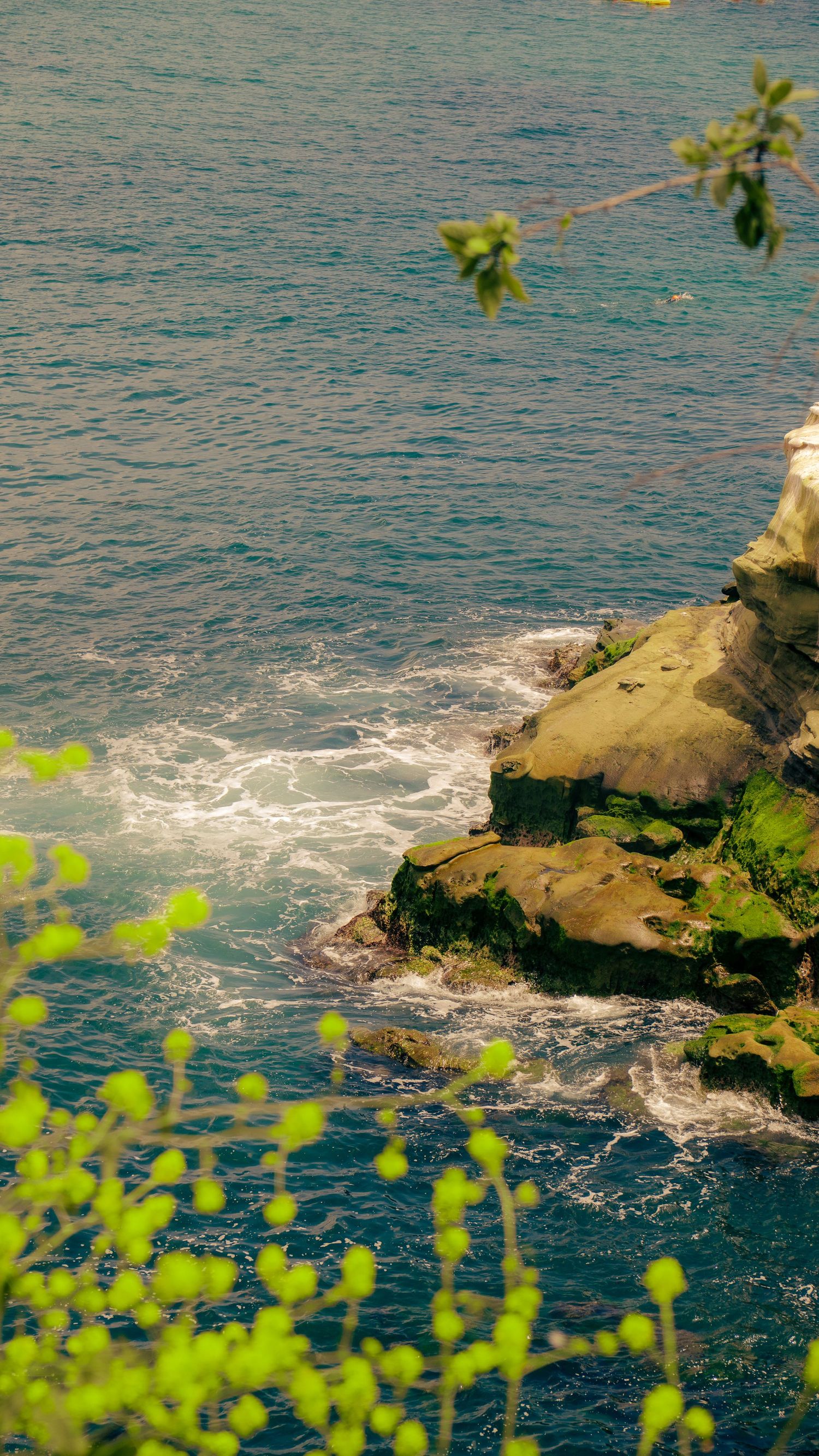 Coastal cliff overlooking blue ocean waters with green foliage in foreground.