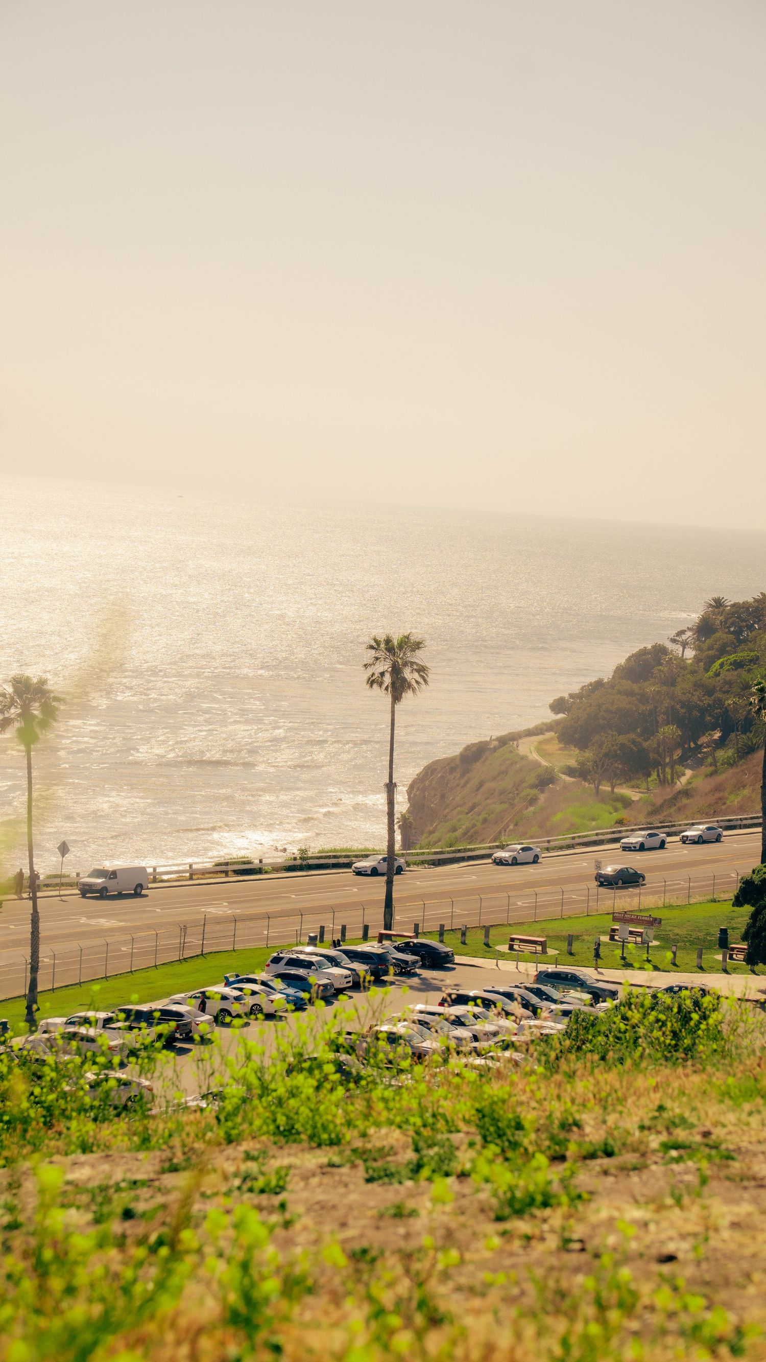 Palm trees and parked cars line a coastal parking lot overlooking the Pacific Ocean.