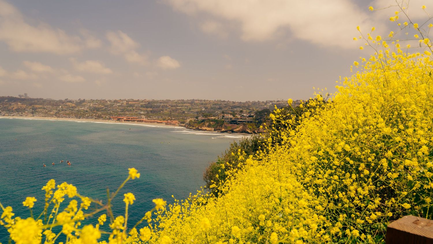 Vibrant yellow wildflowers frame a sweeping view of the curved coastline and blue ocean.