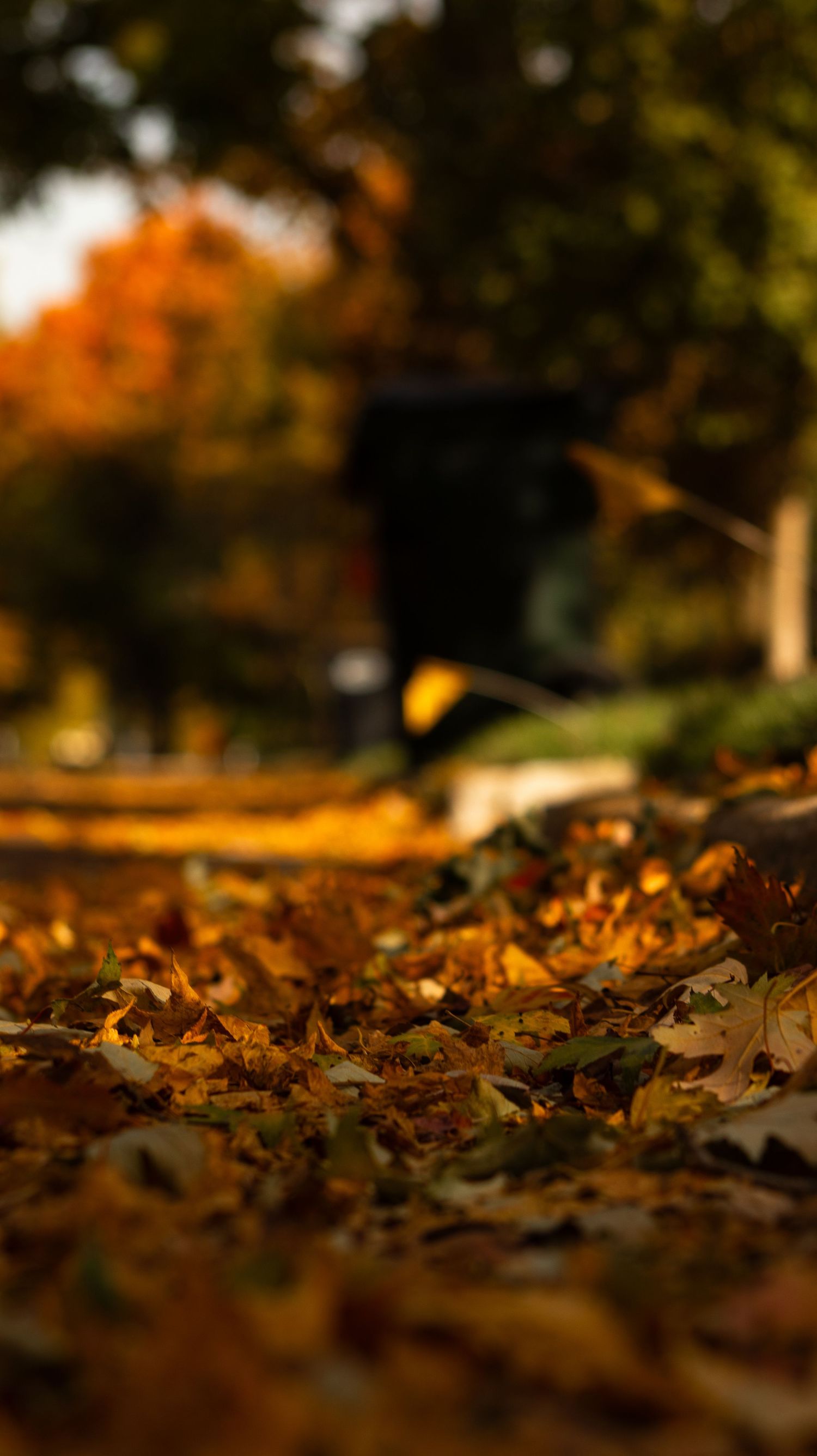 Fallen autumn leaves scattered on ground in warm golden light.