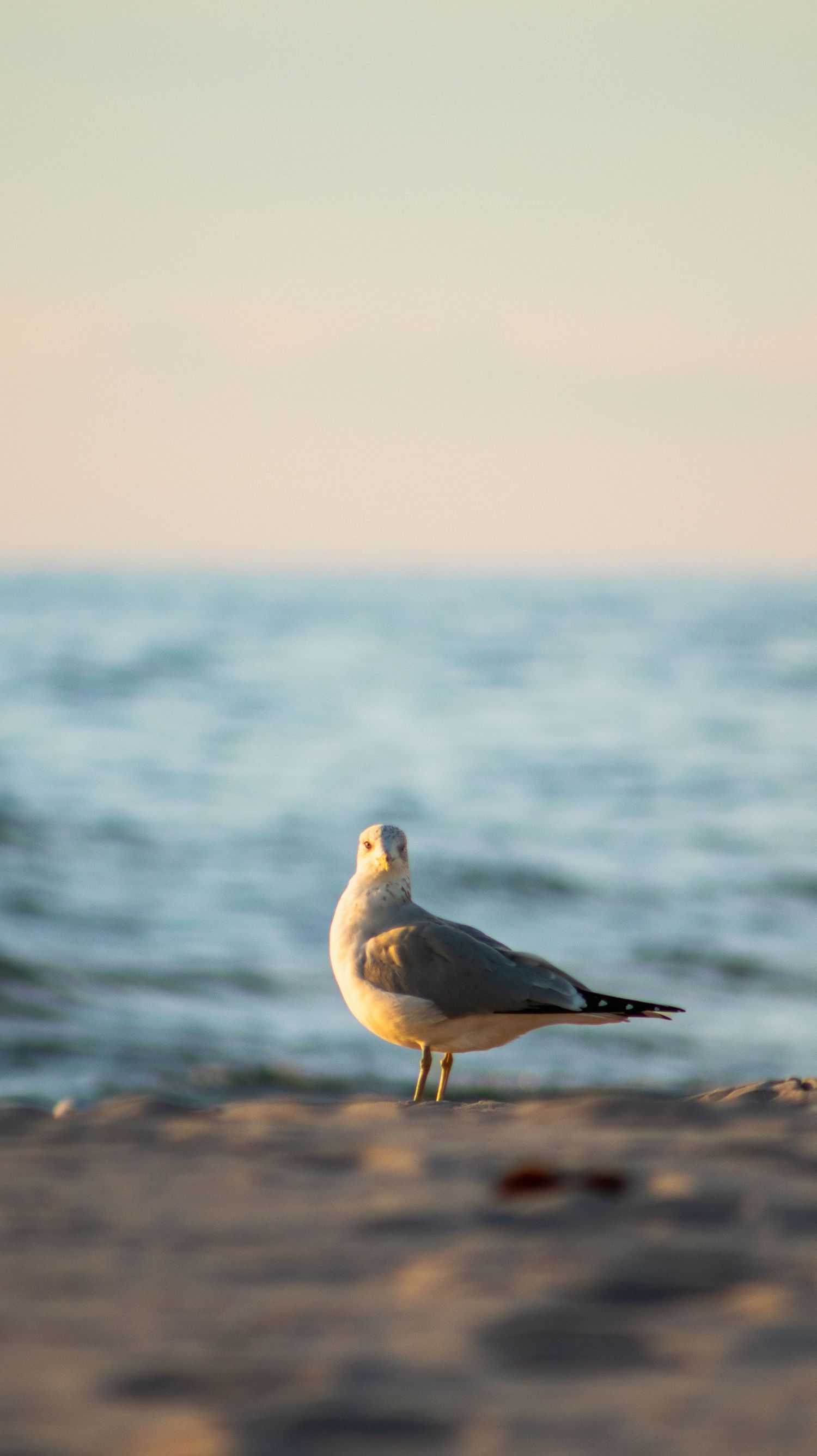 Seagull standing on beach sand against blurred ocean backdrop at sunset.