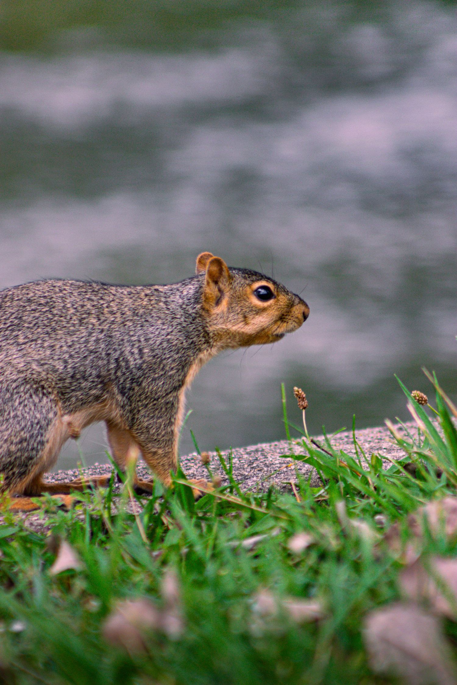 Gray squirrel foraging in grass with alert posture.