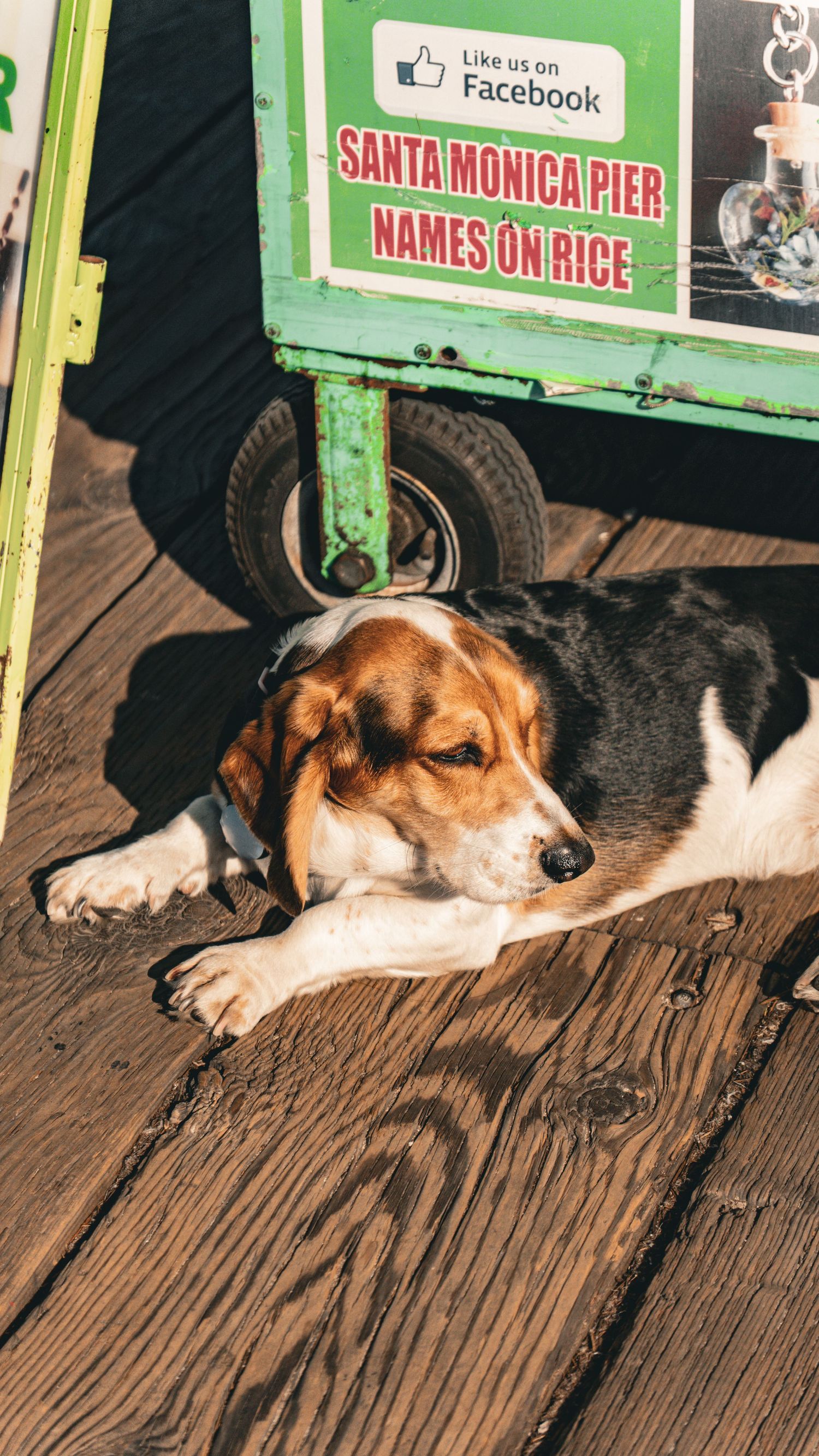 Beagle mix dog resting on wooden boardwalk near Santa Monica Pier sign.
