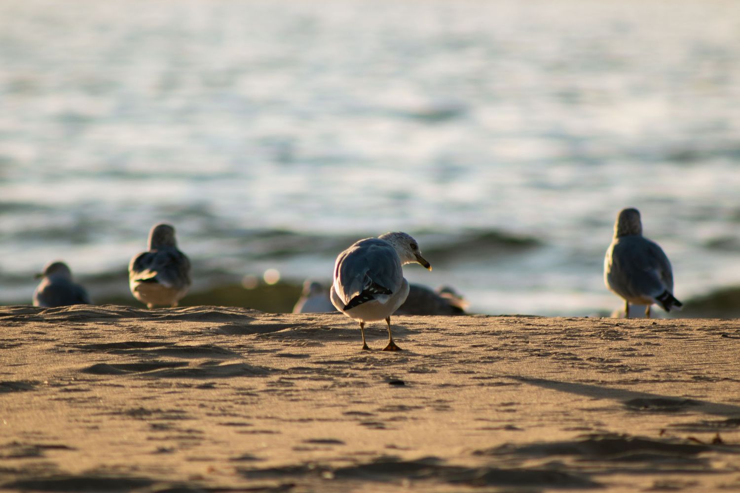 Seabirds gathered on a beach at sunset with waves in the background.