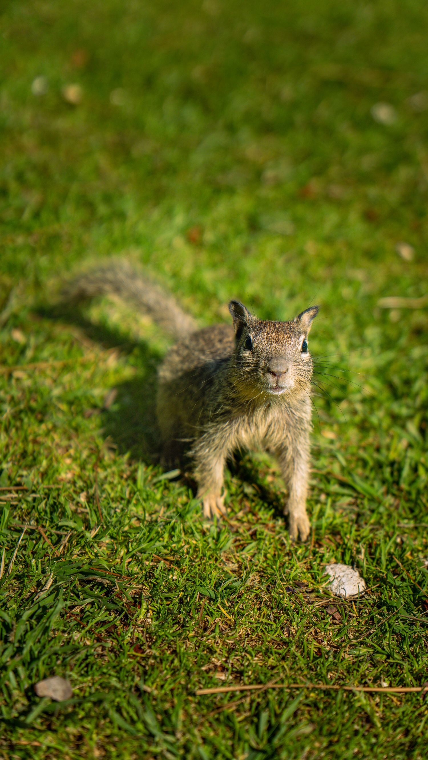 Alert squirrel looking directly at camera while standing on grass.