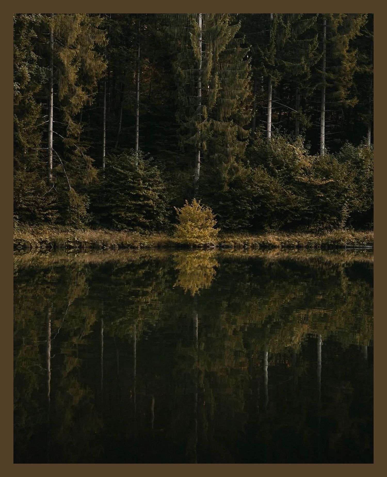 Dark forest trees reflect perfectly in still lake waters at dusk.