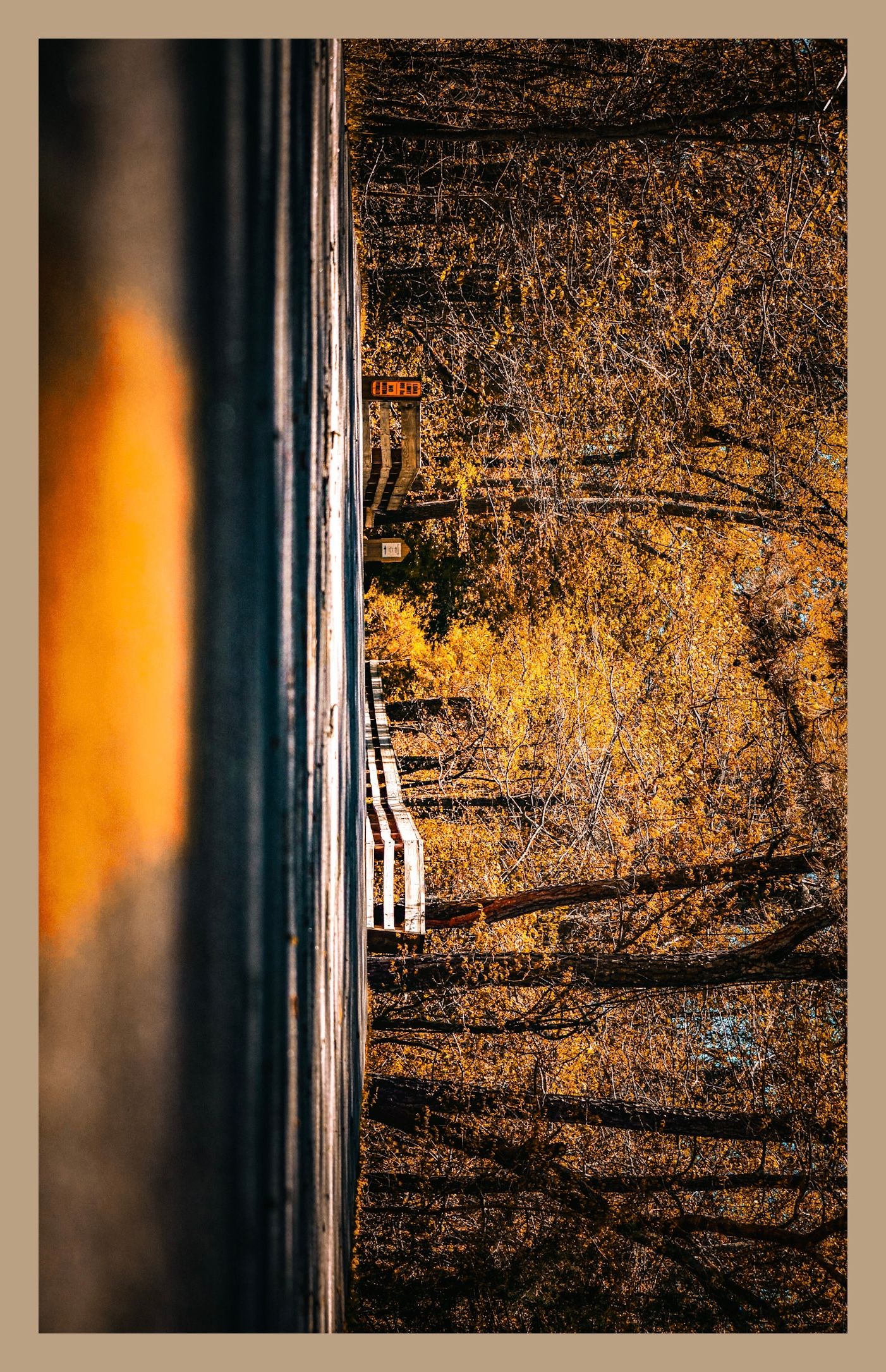 Golden sunlight illuminating tree branches through a window reflection.