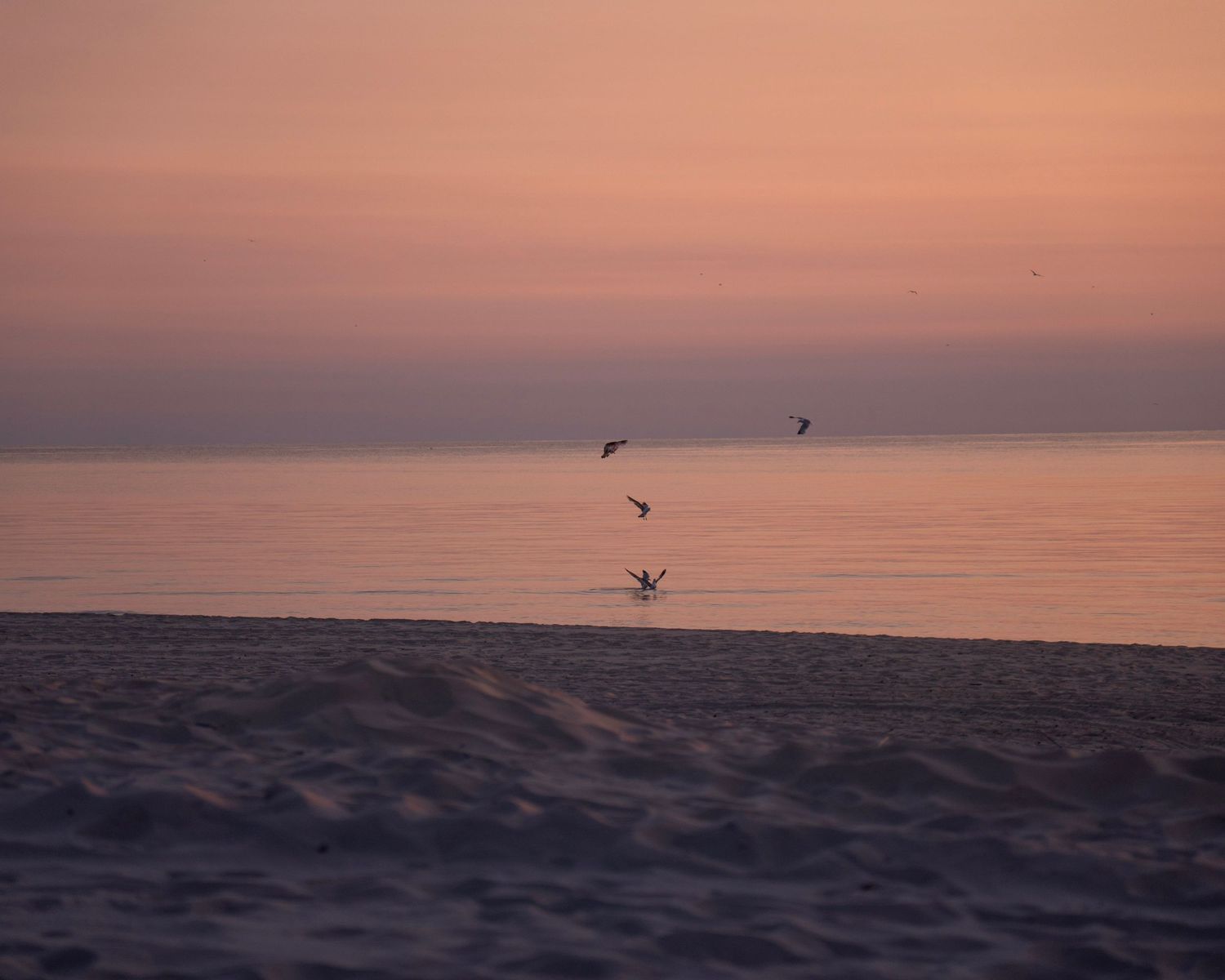 Birds soar over a sandy beach at sunset with pink and orange hues reflecting on the calm water.