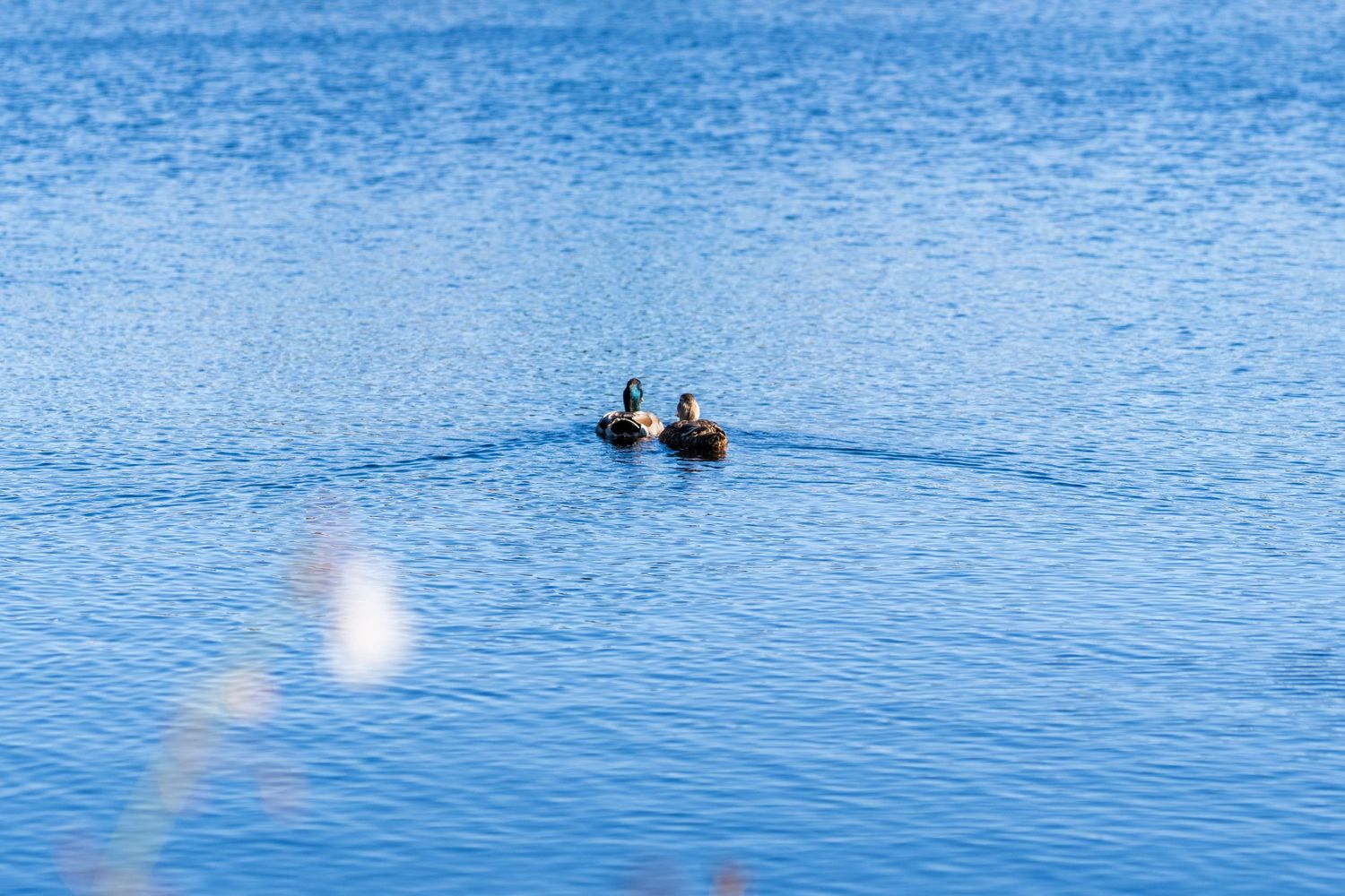 Two people in a small boat float on calm blue waters while fishing on a peaceful lake.
