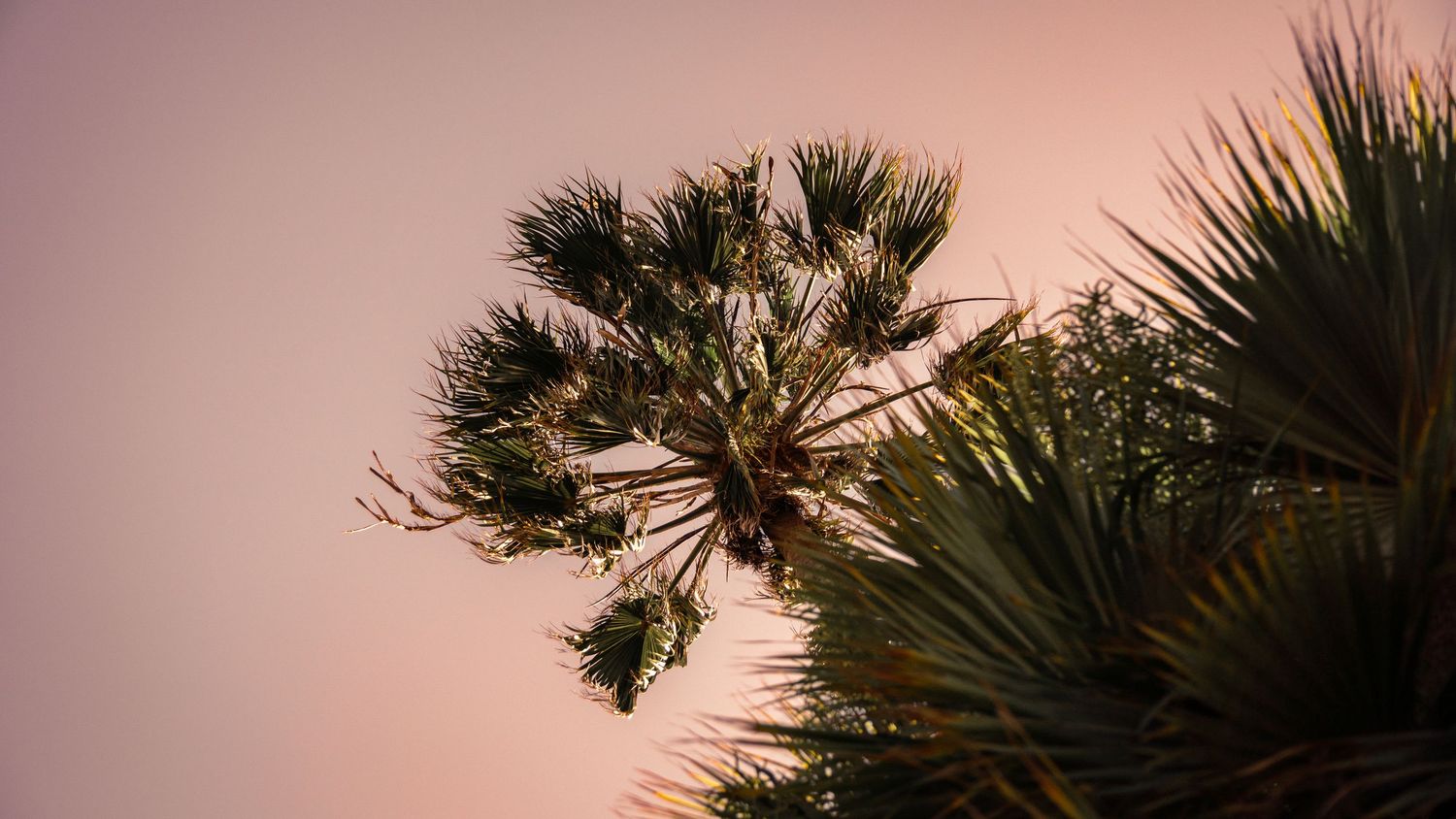 Silhouettes of palm trees against a pastel sunset sky creating a tropical panorama.