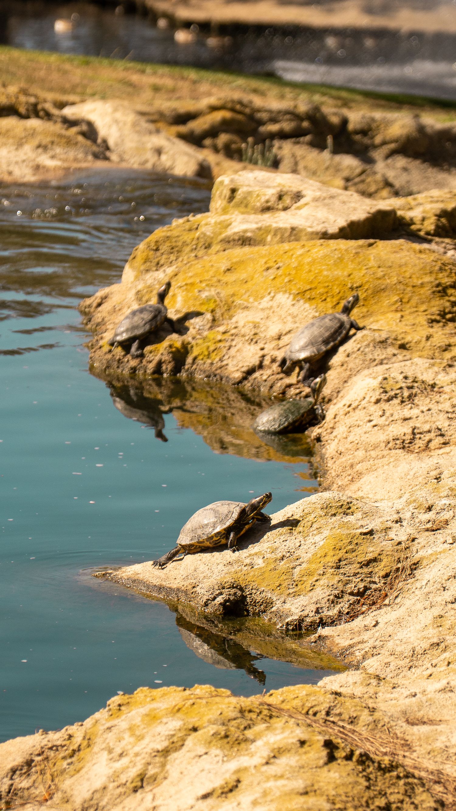 Small turtle sunbathing on rocky shoreline beside blue water.