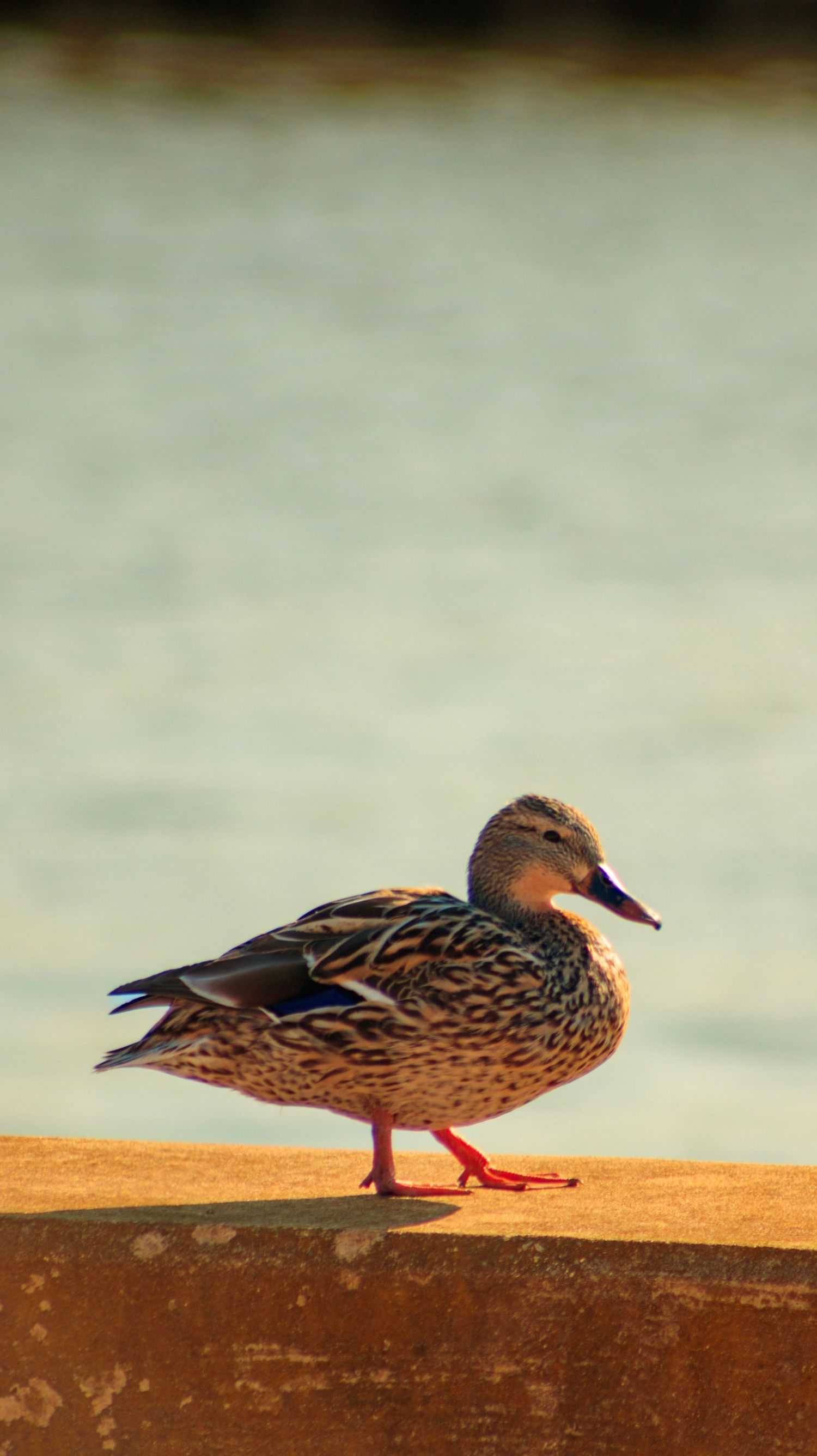 Brown speckled mallard duck standing on orange surface against blurred background.