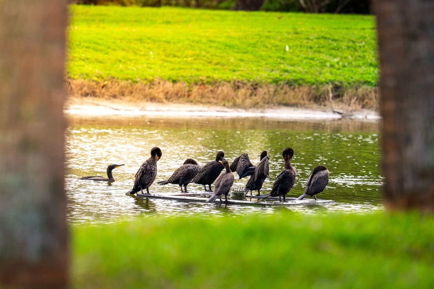 Group of black cormorant birds gathered along the shoreline of a lake or pond.