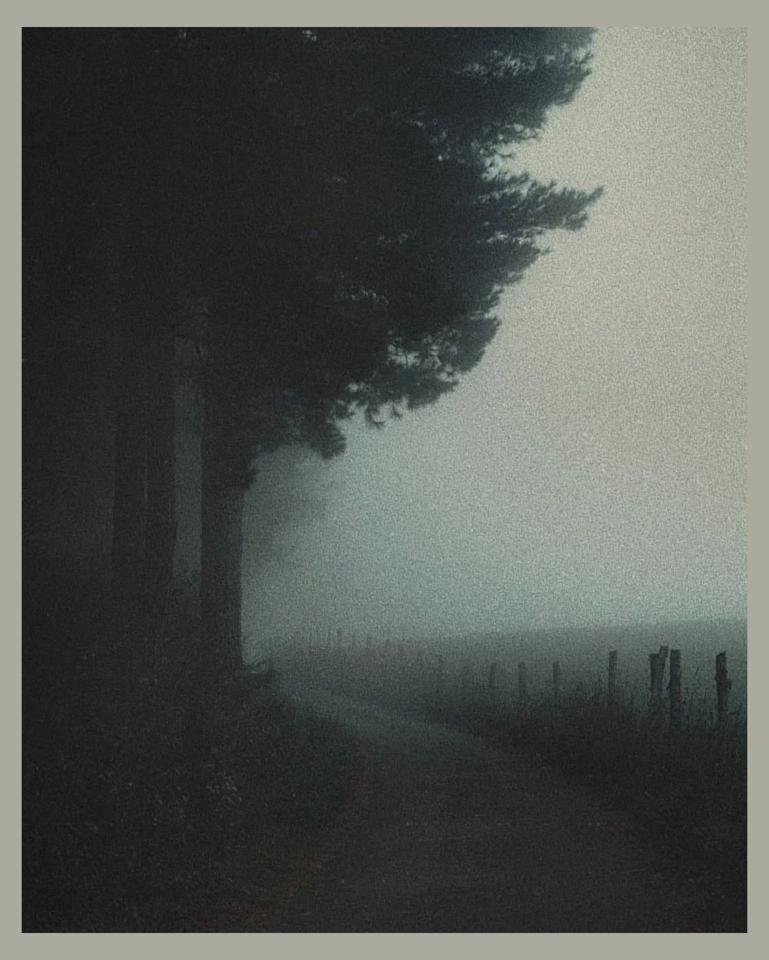 Dark silhouettes of pine trees in dense fog along a rural road.