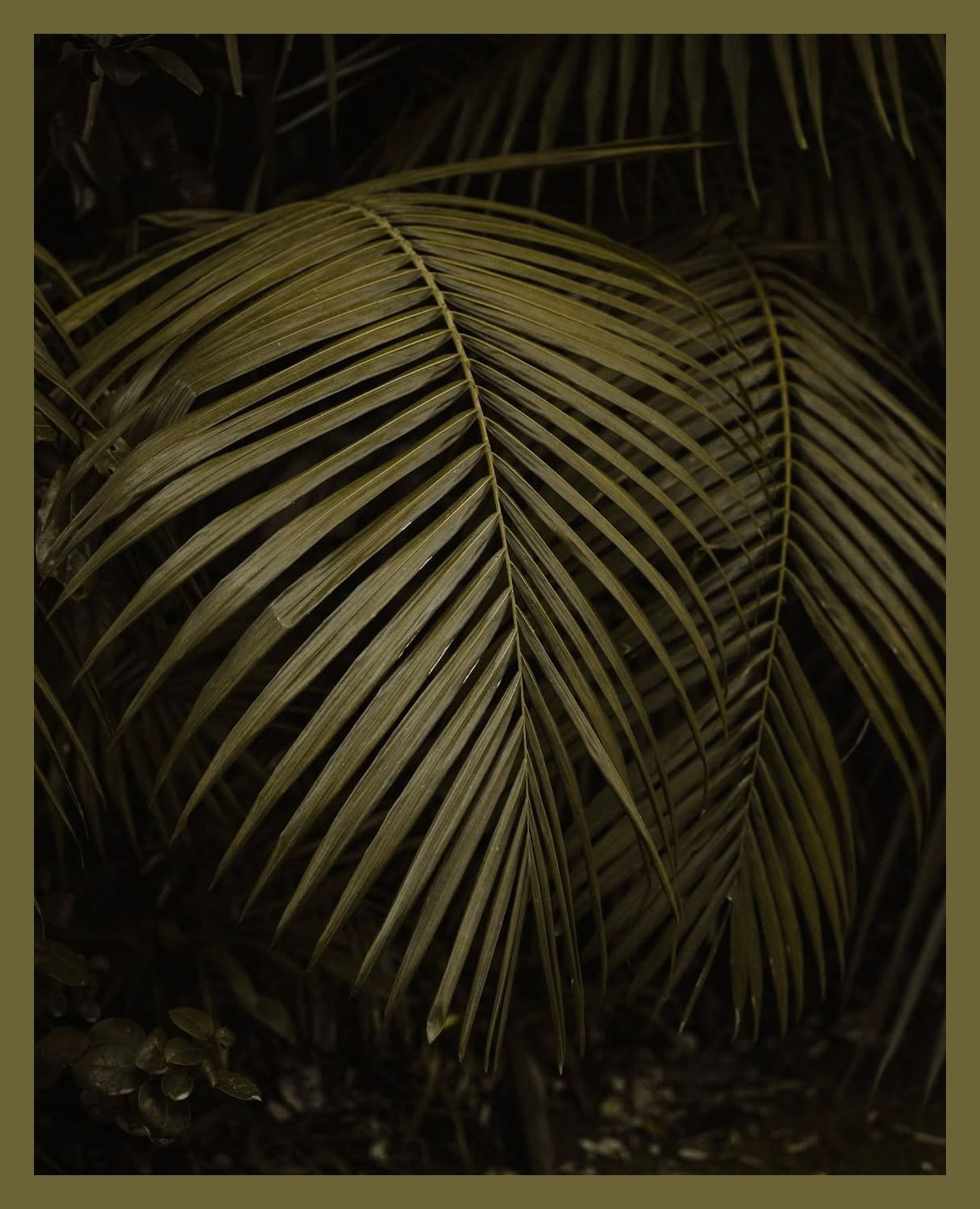 Close-up of a dark tropical palm frond casting dramatic shadows in moody lighting.