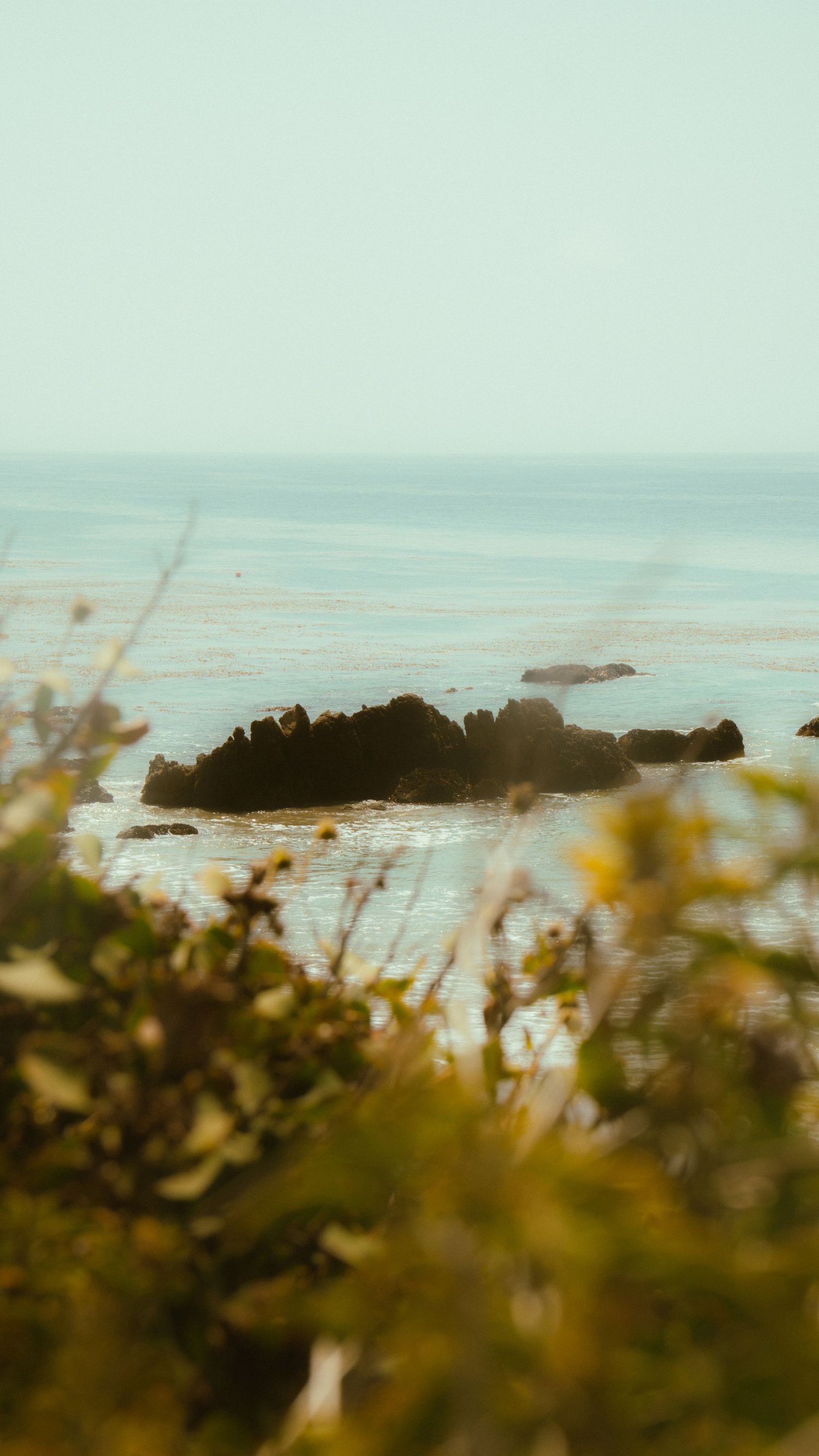 Rocky coastal landscape with yellow wildflowers in the foreground and misty ocean horizon.