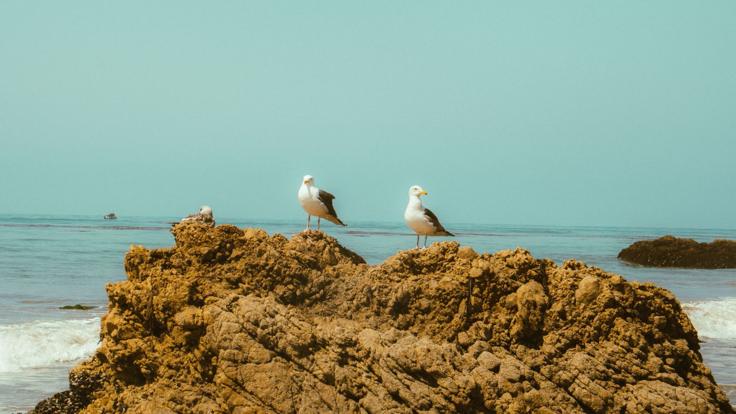 Birds resting on a coastal rock formation with clear blue sky.