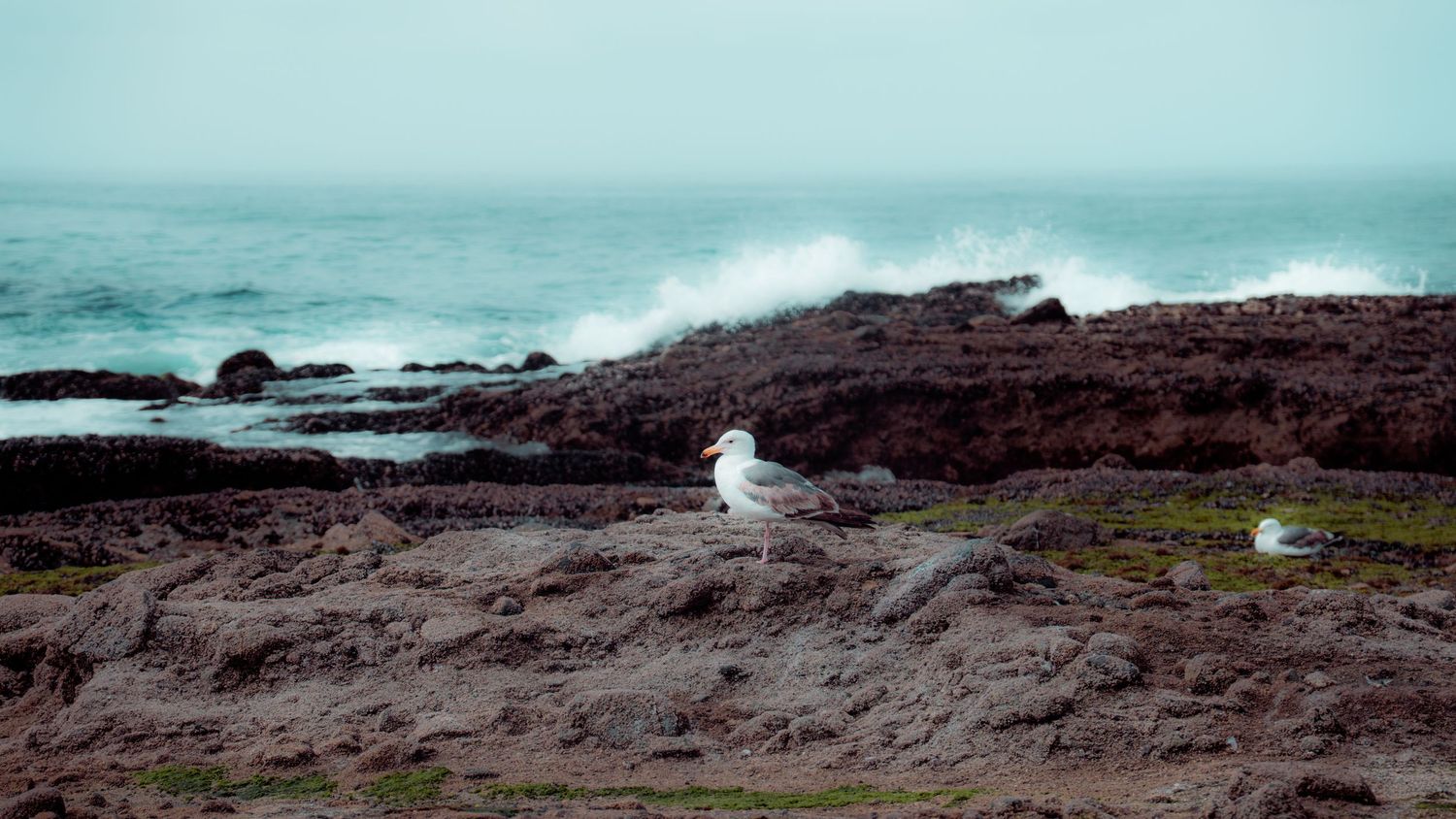 Lone seagull stands on dark coastal rocks with ocean waves in background.