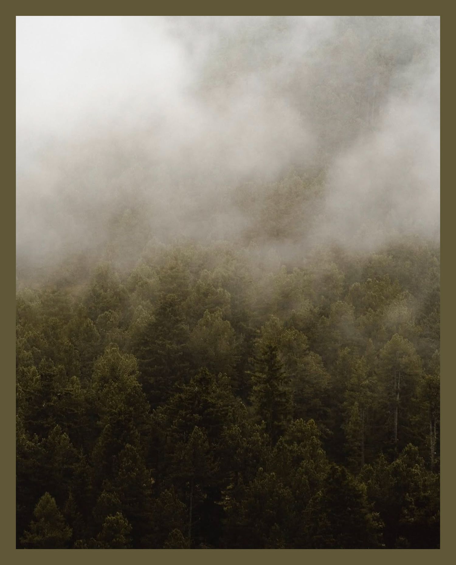 Misty fog rolling over dense green forest creating an ethereal atmosphere.