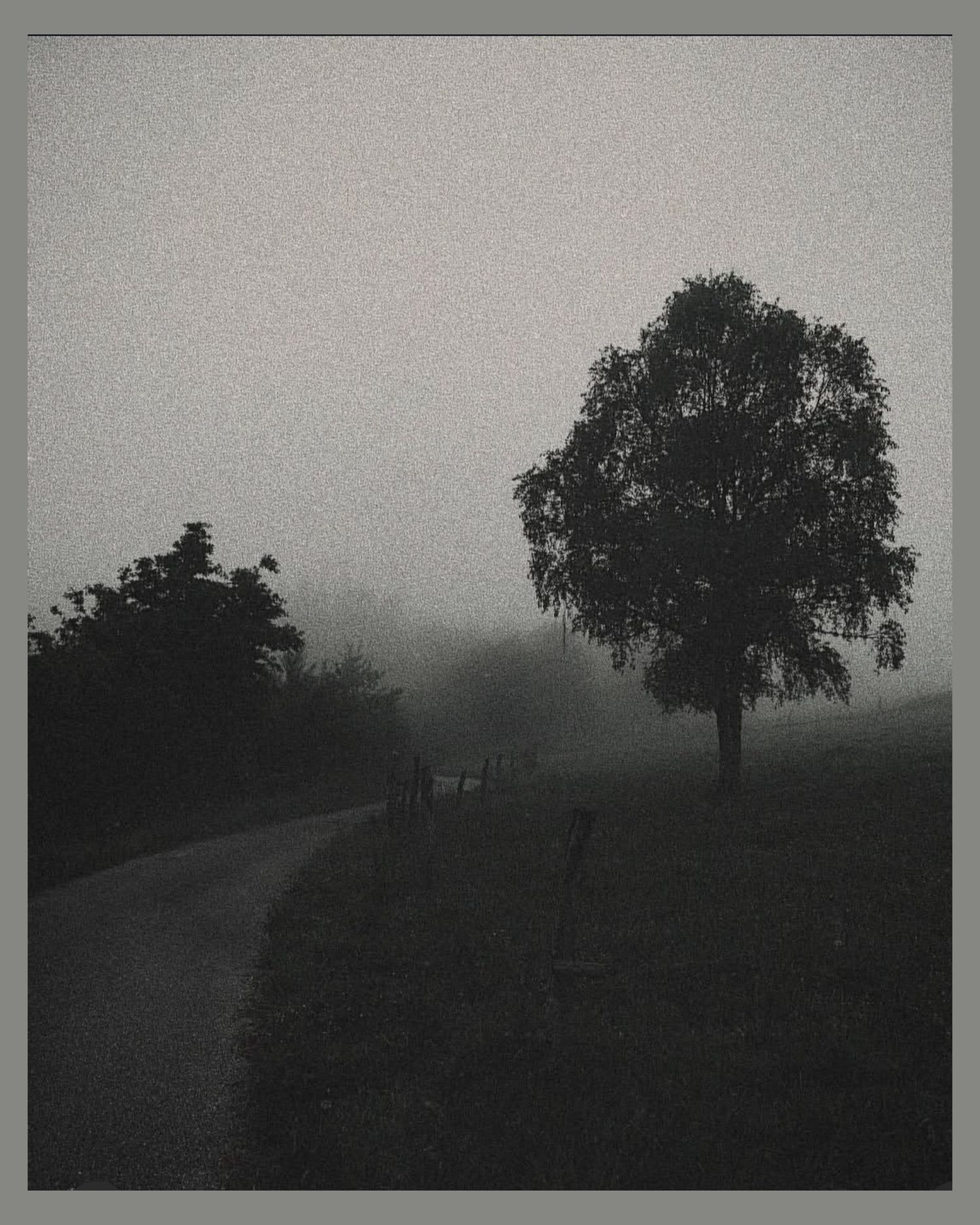 A lone tree silhouette along a foggy country path creates a mysterious ambiance.