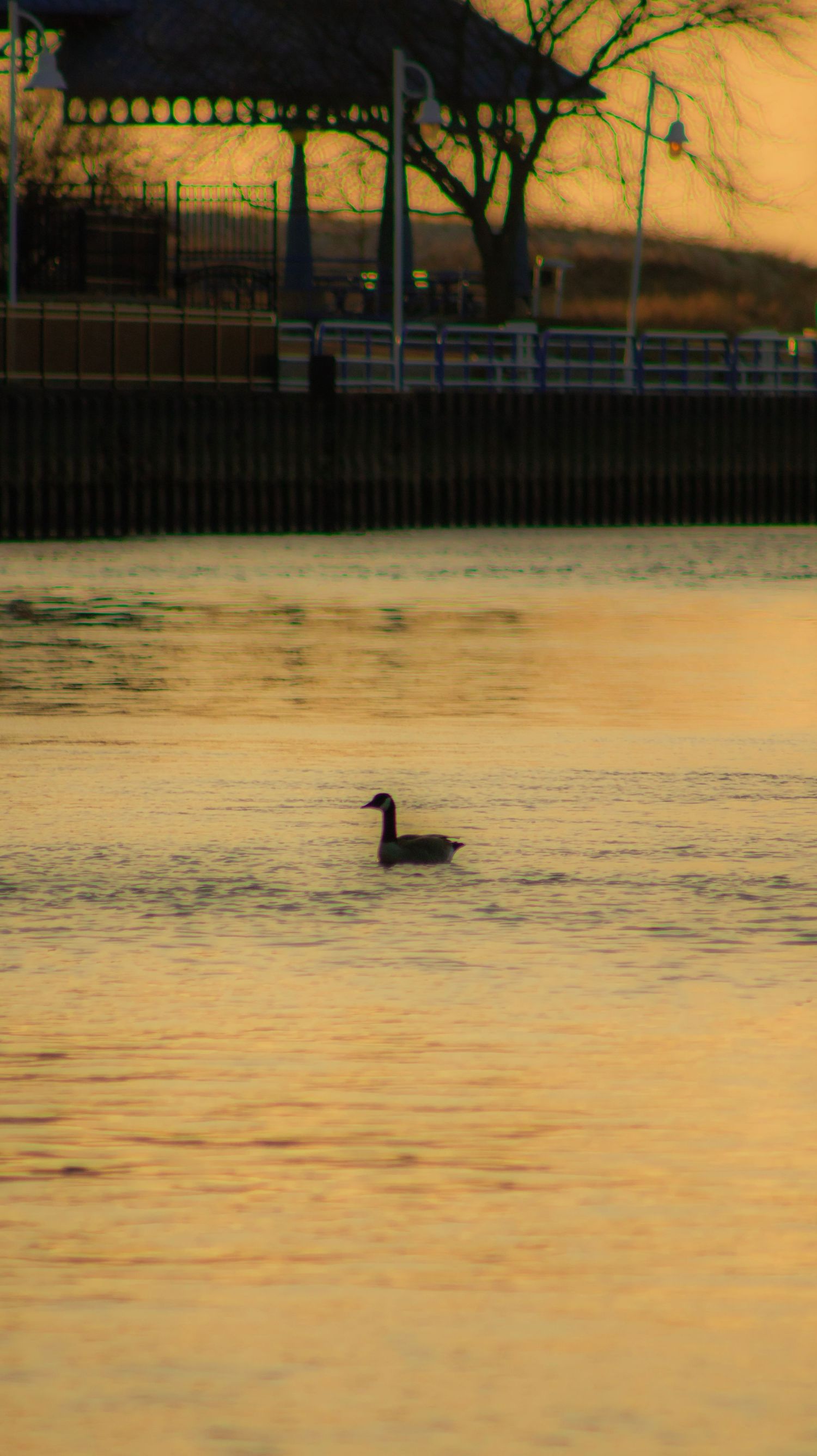 Silhouette of duck swimming in water during sunset with gazebo visible on shore.