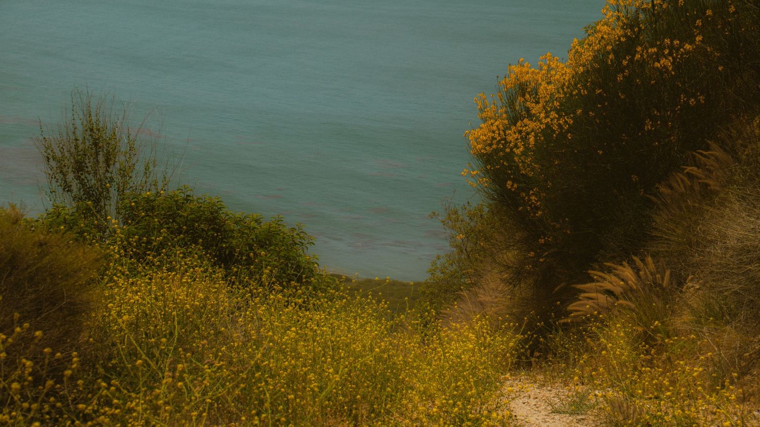 Yellow wildflowers and coastal vegetation frame a view of the serene blue ocean.