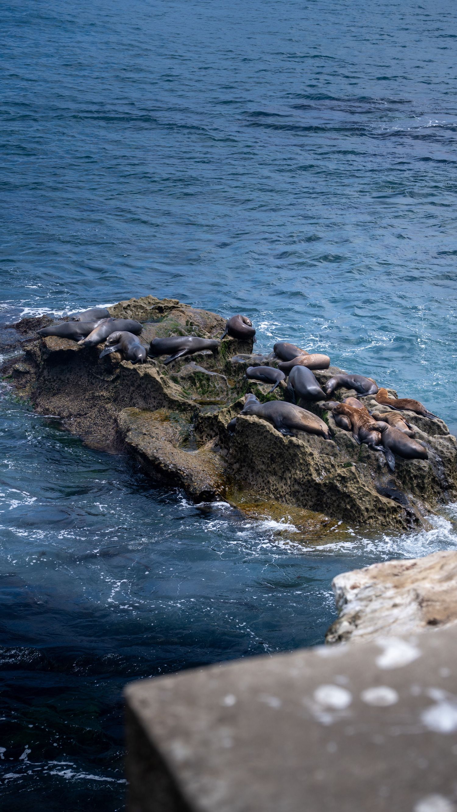 Sea lions bask on a rocky outcrop surrounded by deep blue ocean waters.