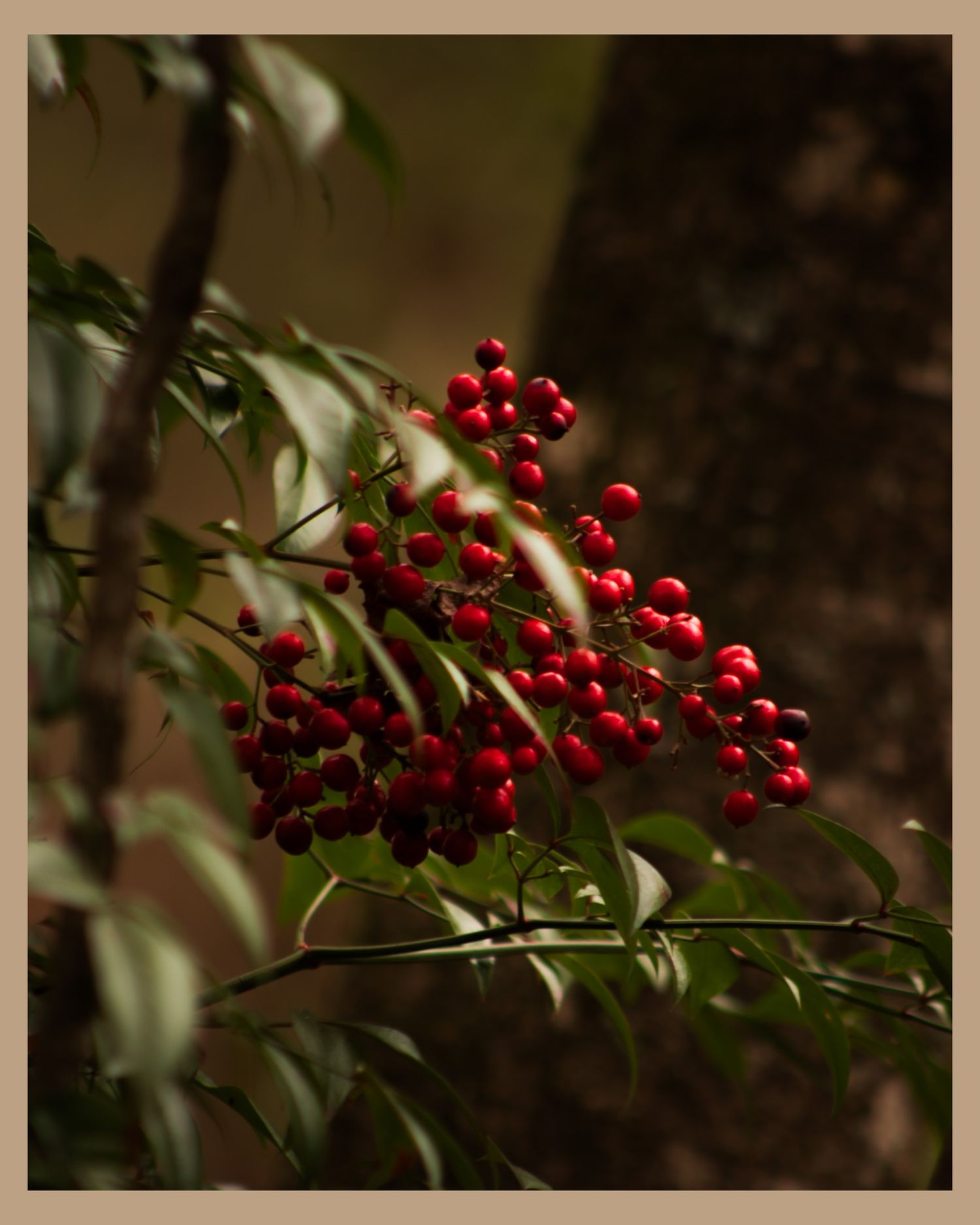 Bright red berries cluster on a branch against a dark blurred background in natural lighting.
