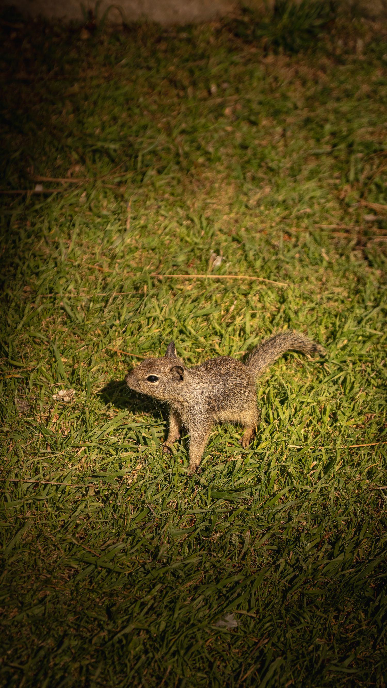 Small ground squirrel foraging in grass at night.