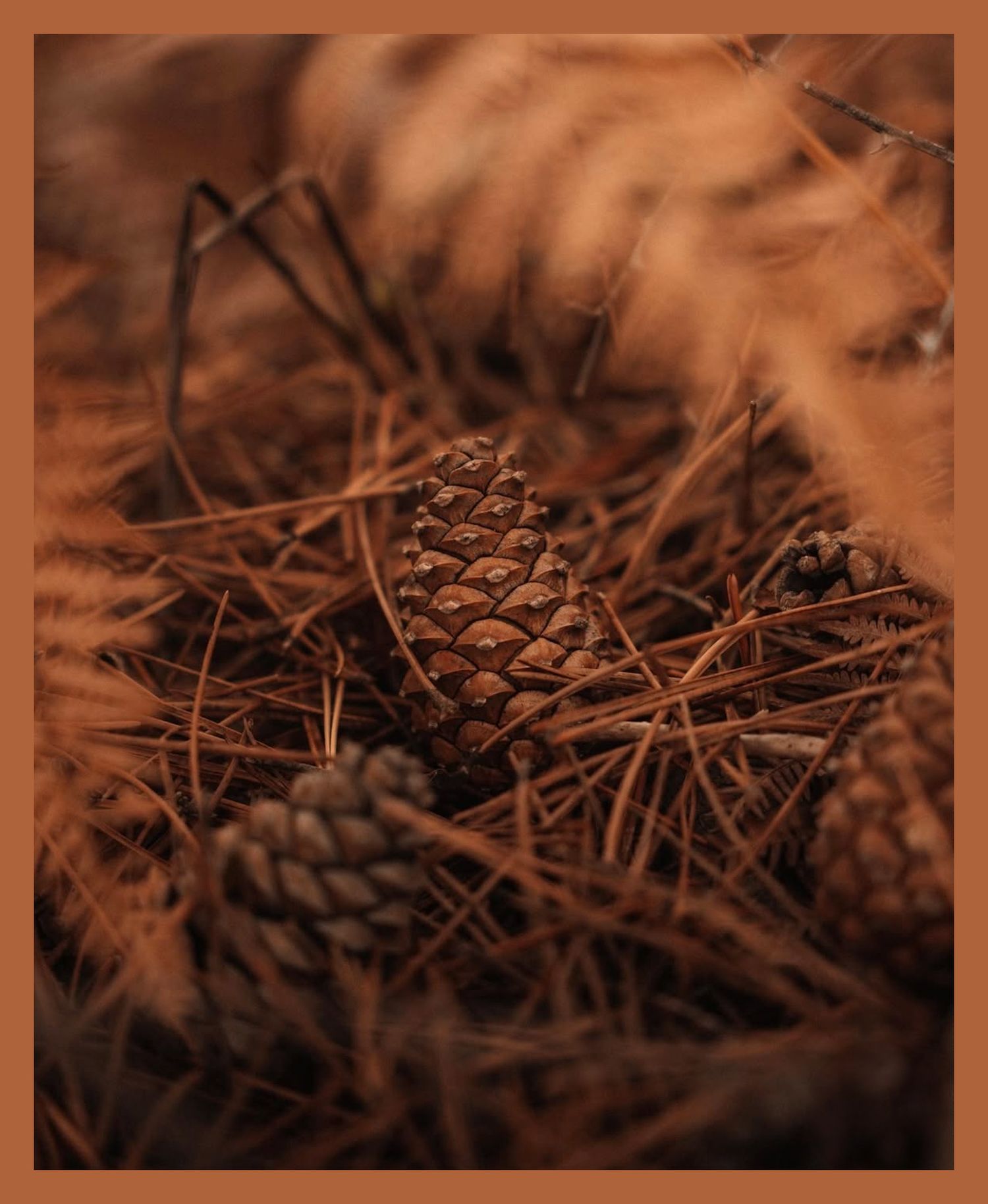 Pine cones nestled in dried needles on forest floor with warm brown tones.