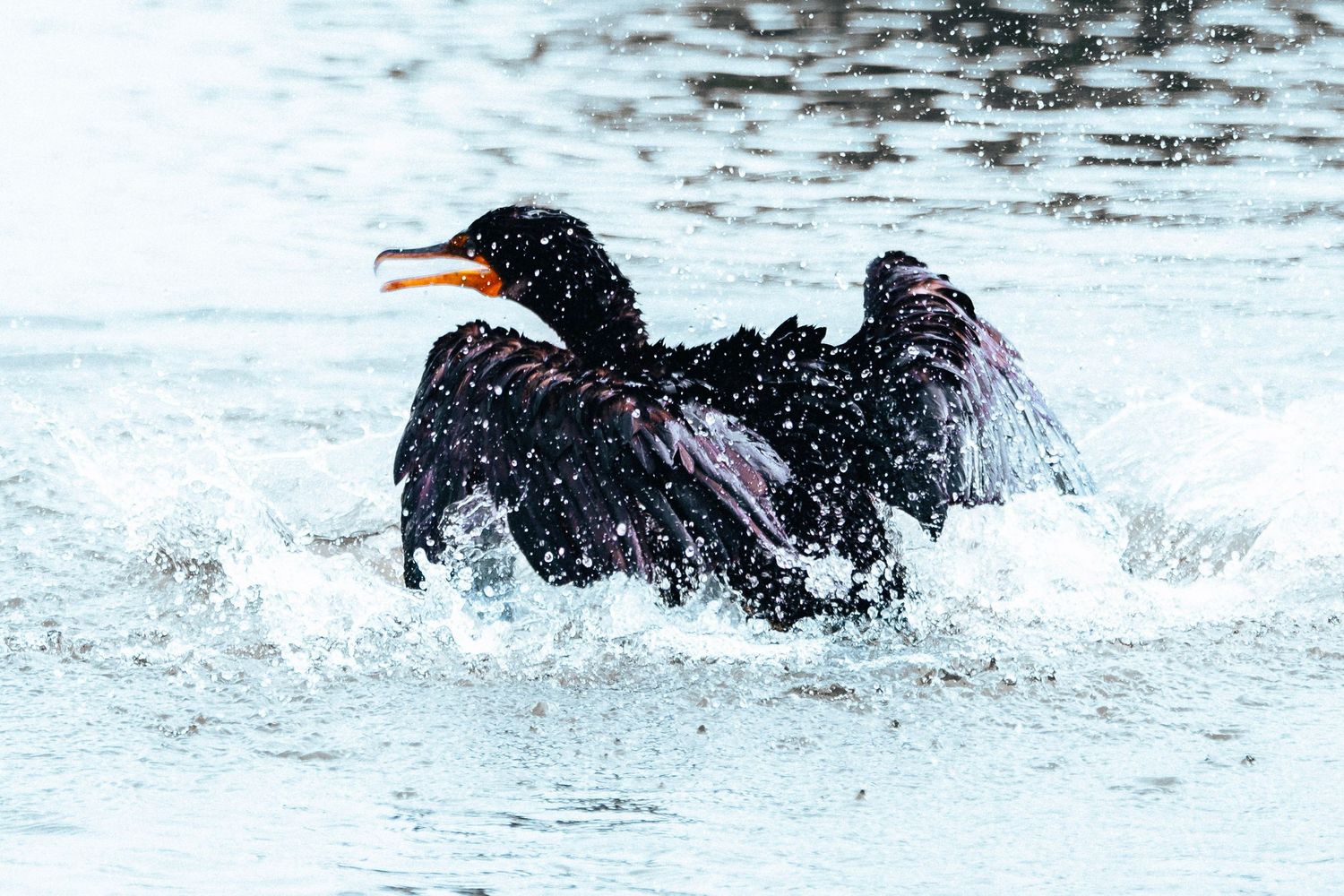 A black Labrador retriever swims through rippling water while retrieving during training or exercise.
