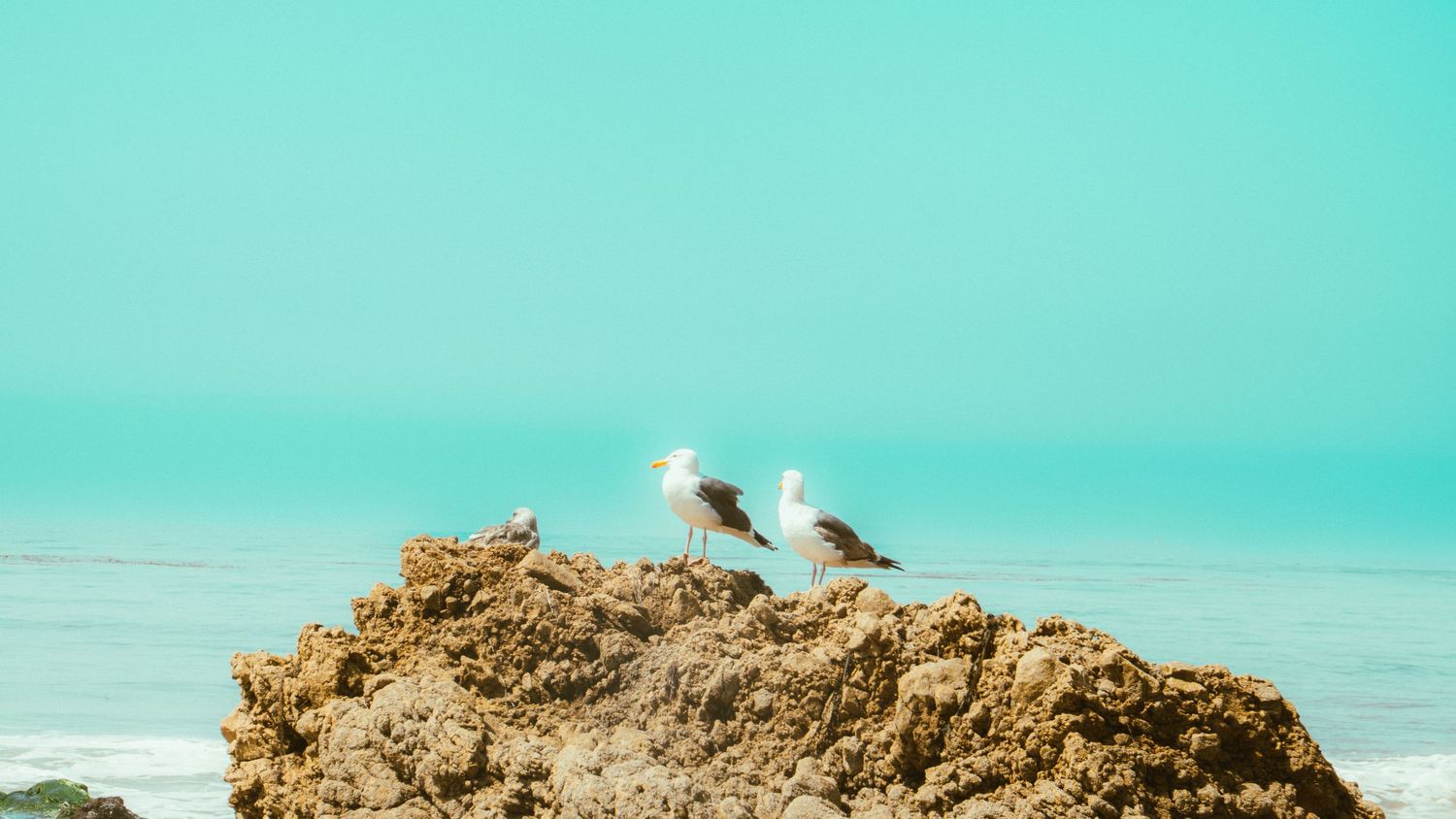 Three seagulls perched on rocky coastal outcrop against turquoise sky.