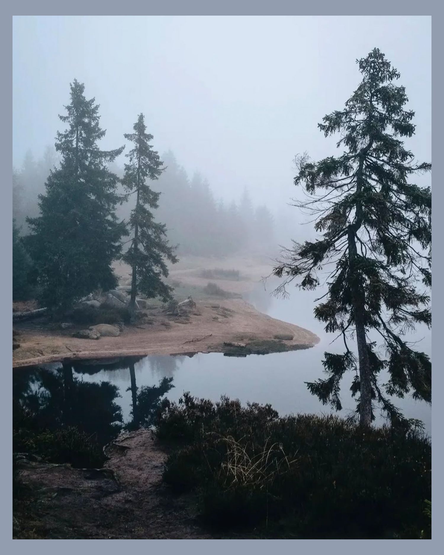 Foggy coastal landscape with evergreen trees on rocky terrain.