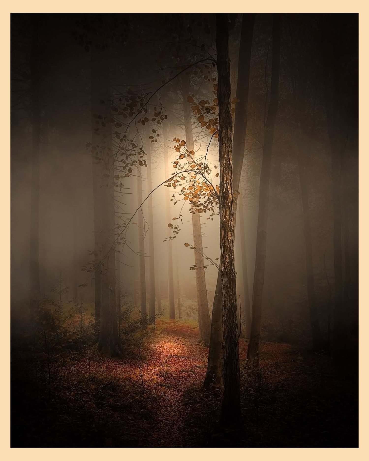 Misty autumn forest path illuminated by soft golden light filtering through trees.