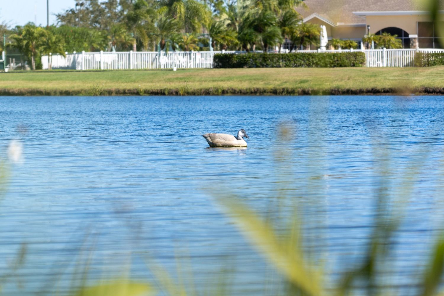 A white swan glides across tranquil blue waters near grassy shoreline on a sunny day.