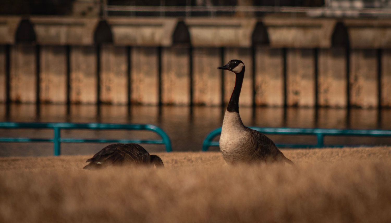 Canada geese resting in brown grass with architectural fence in background.