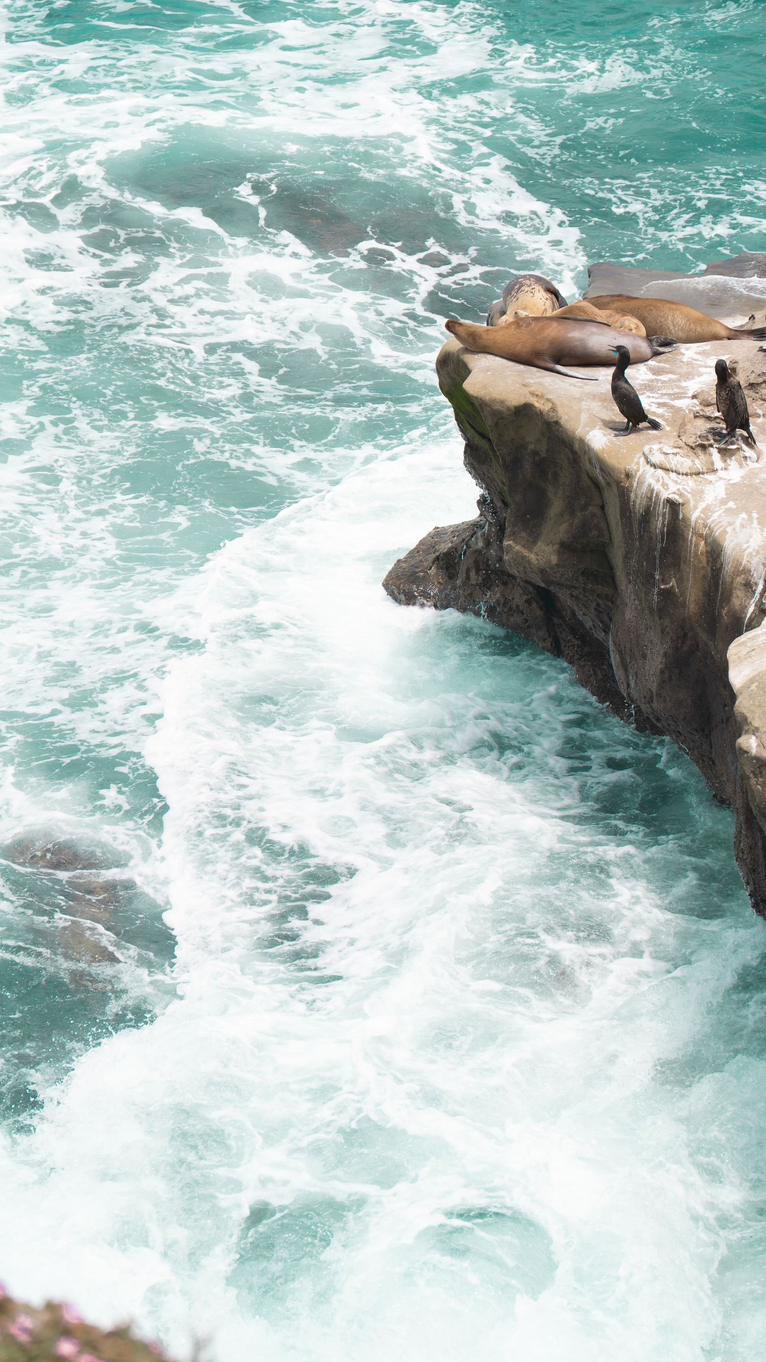 Sea lions resting on rocky cliffs above turbulent turquoise ocean waves.