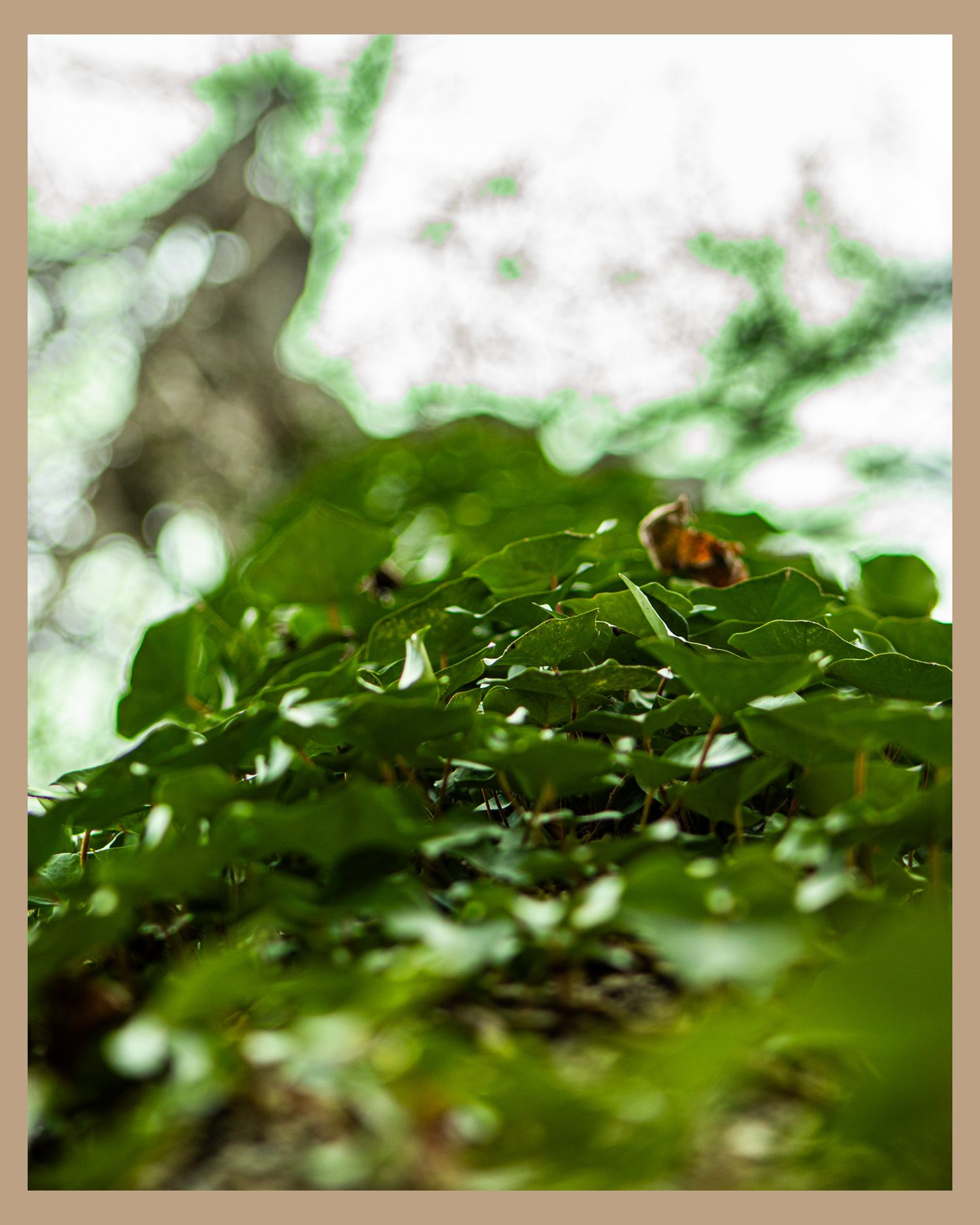 Closeup of wet green leaves with water droplets and bokeh effect in soft lighting.