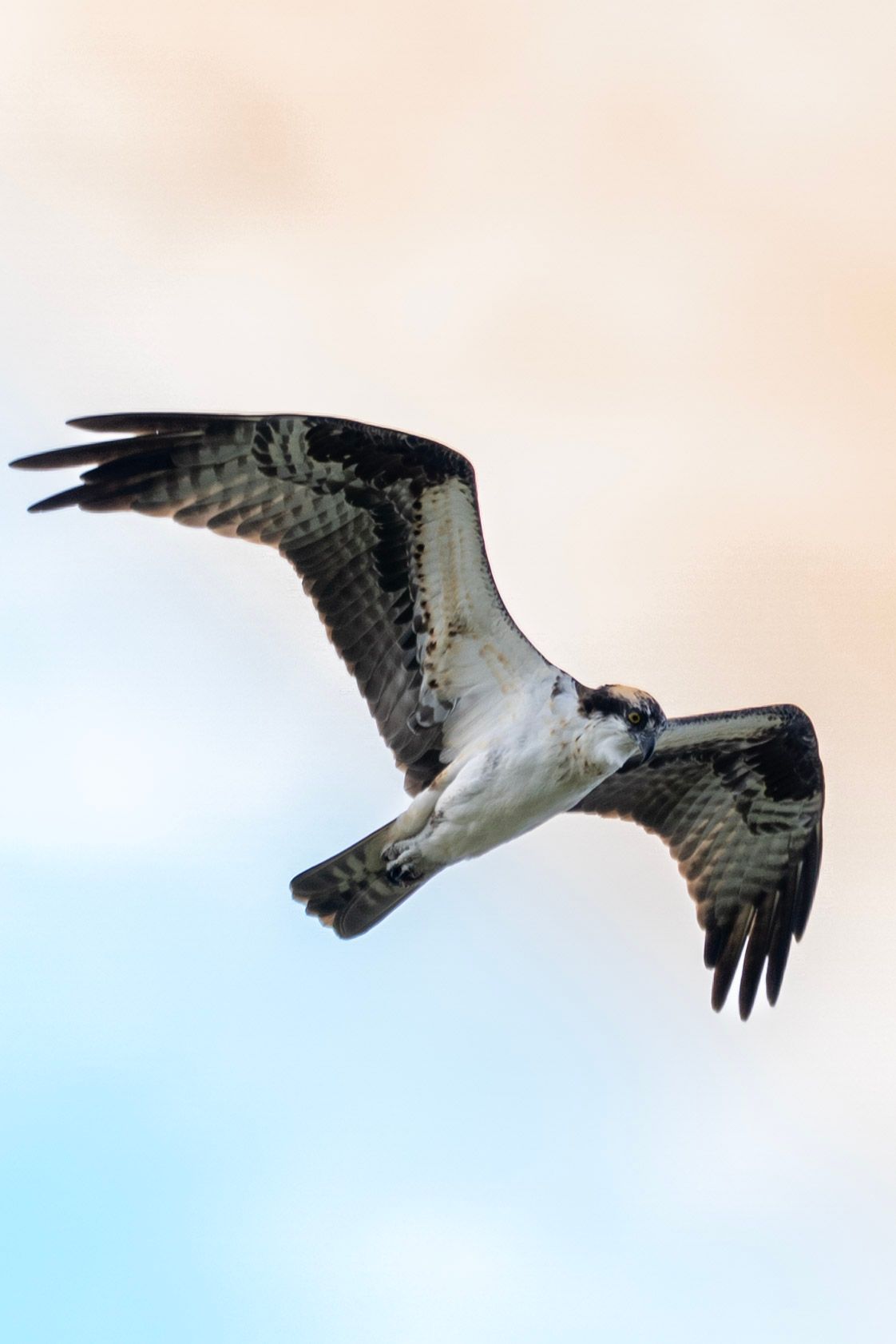 An osprey bird soars through the sky with its wings spread wide against a soft pastel background.