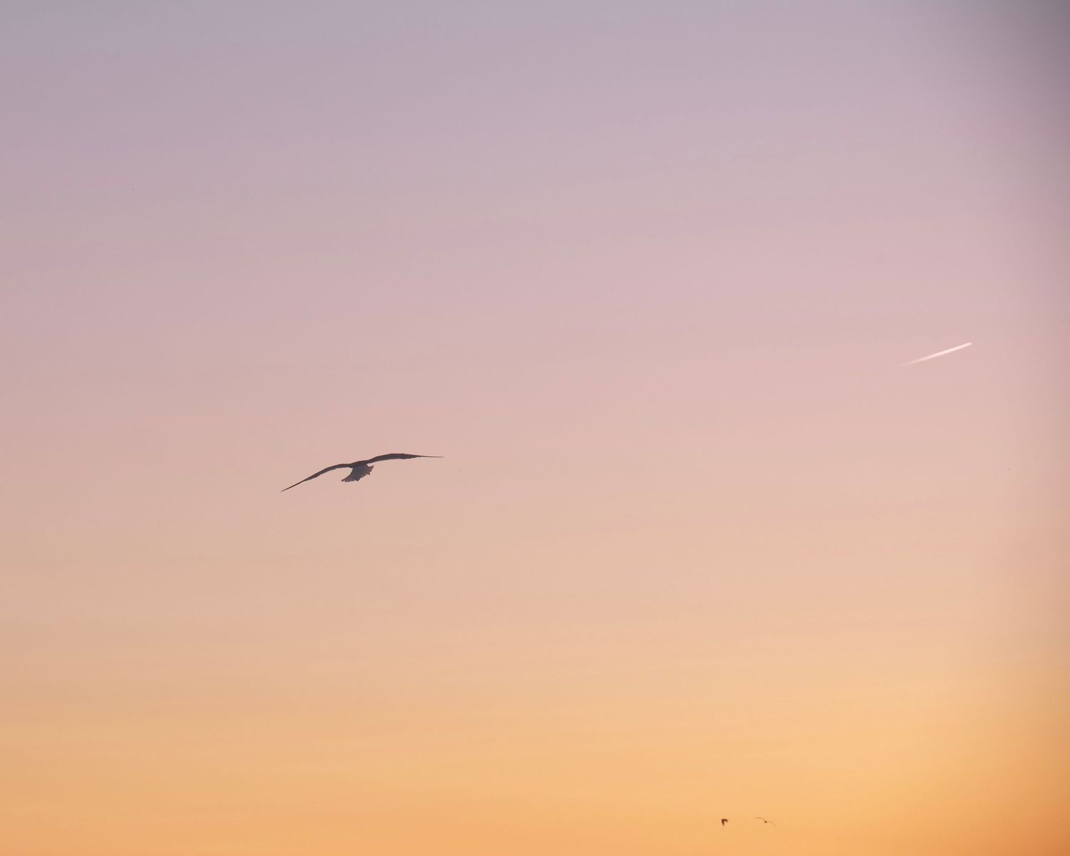 Seabird soars through pastel pink and orange sunset sky.