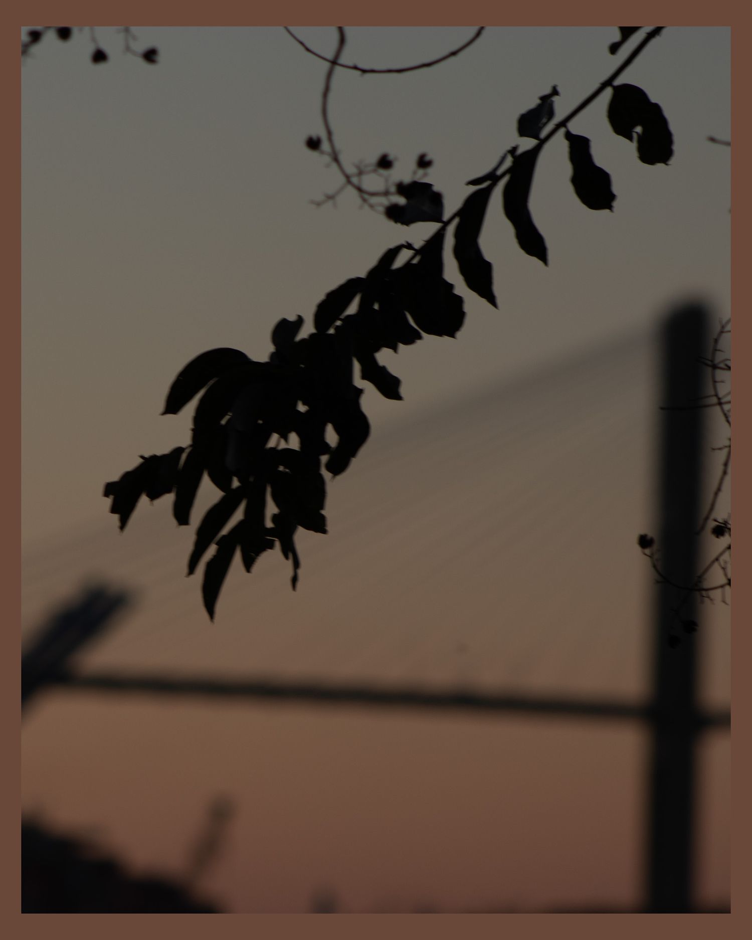 Silhouette of leaves and branches against a dusky evening sky.