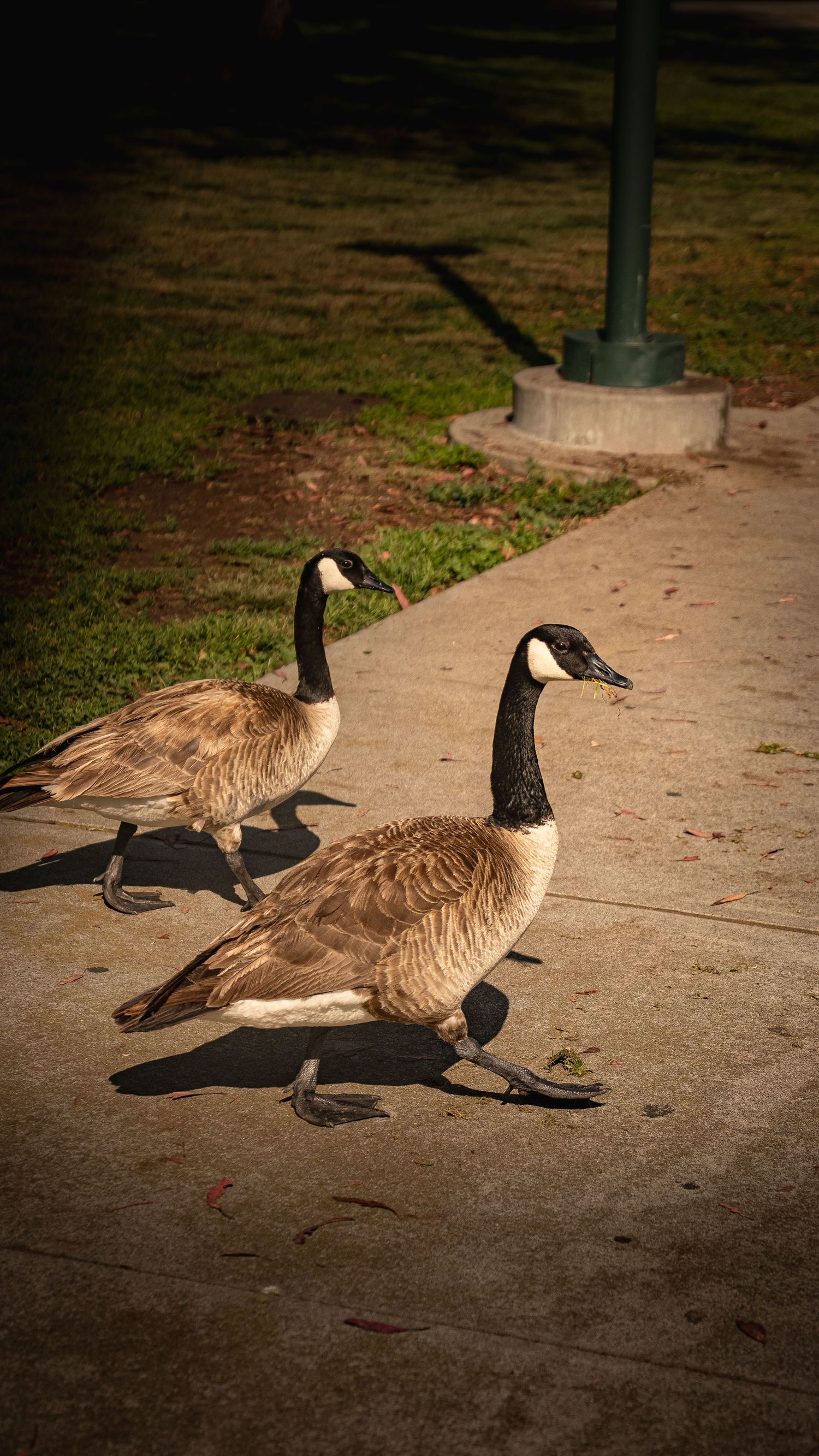 Canada geese walking on concrete path in an urban park.