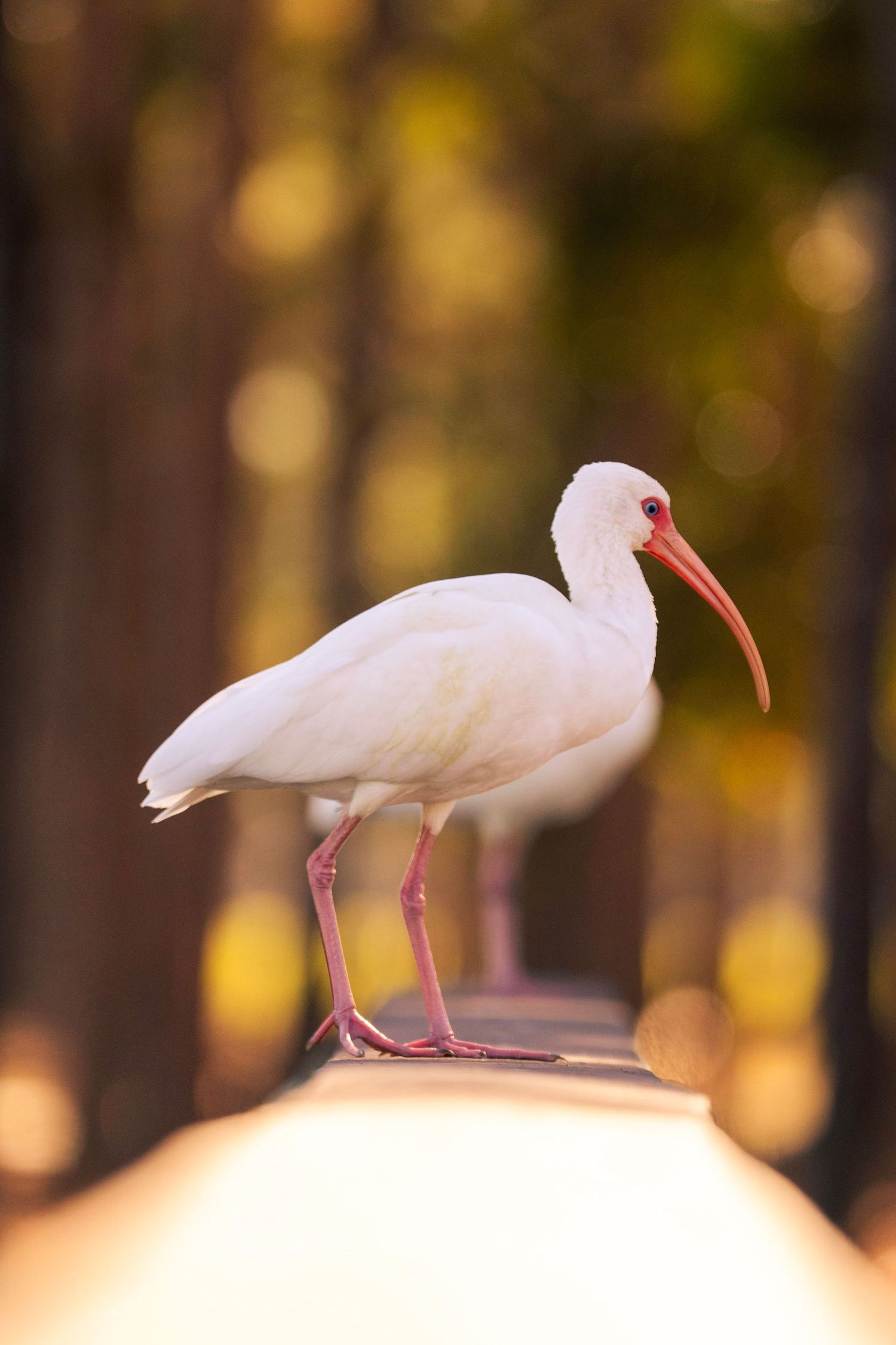 White ibis bird perched on a railing with blurred forest background during golden hour.