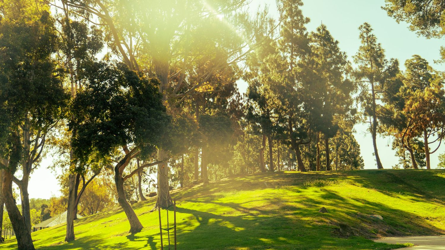 Sunlight streams through tall trees on grassy hillside creating golden afternoon shadows.