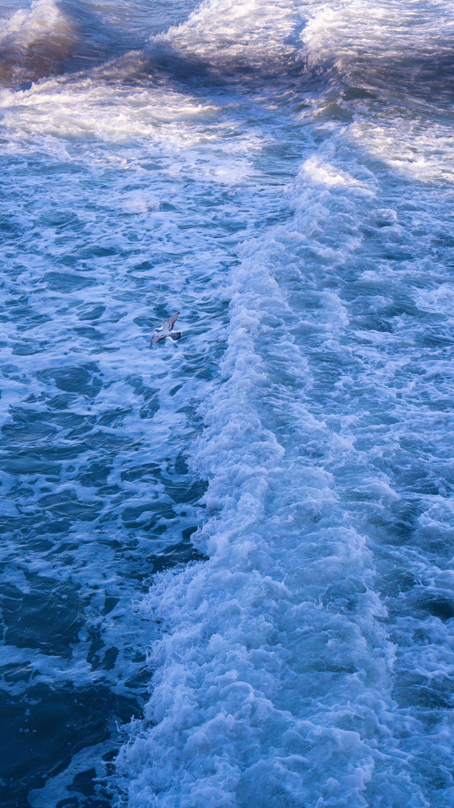 Foamy white wake trails behind a boat in deep blue ocean waters.