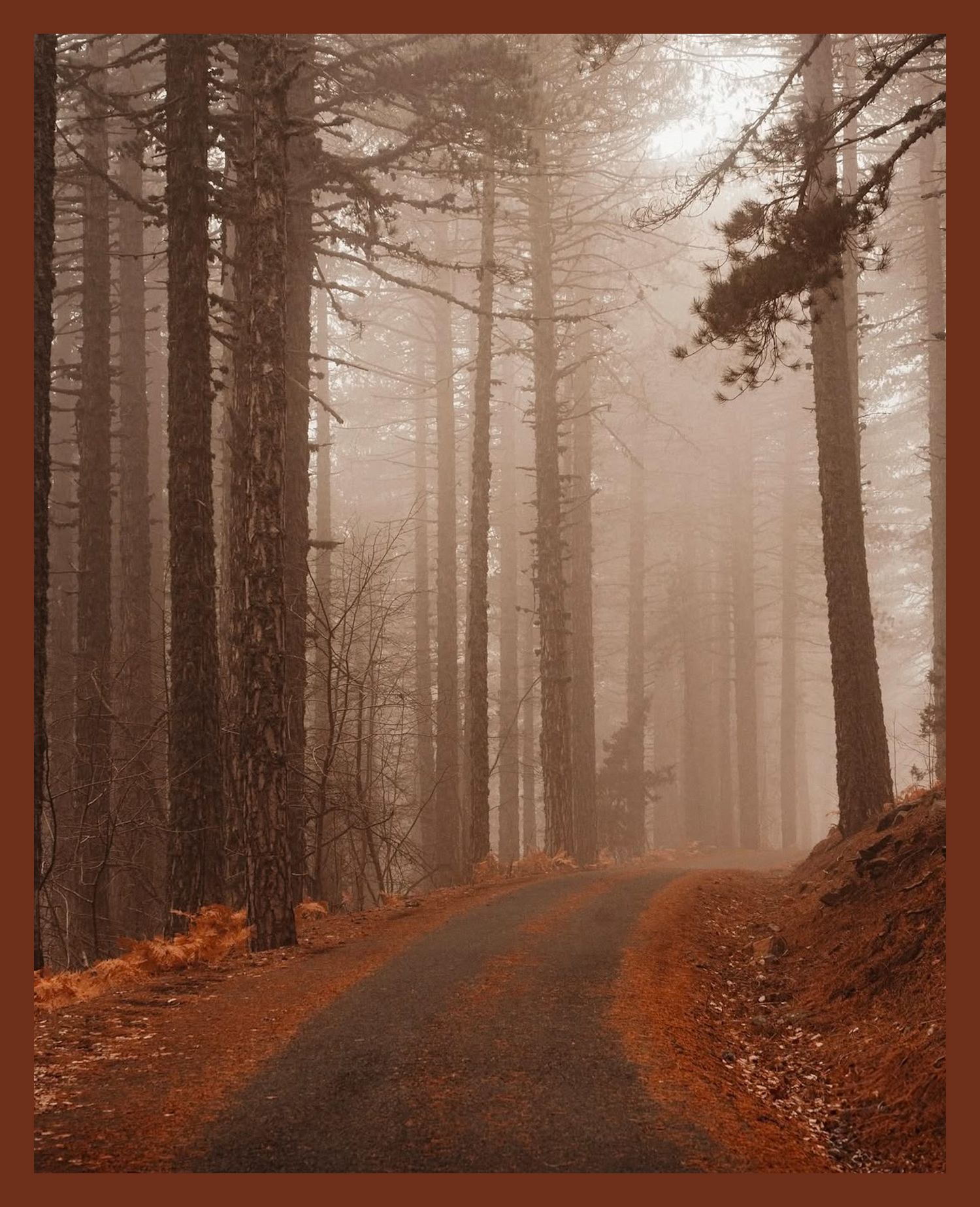 Foggy autumn forest path lined with tall pine trees in sepia tones.