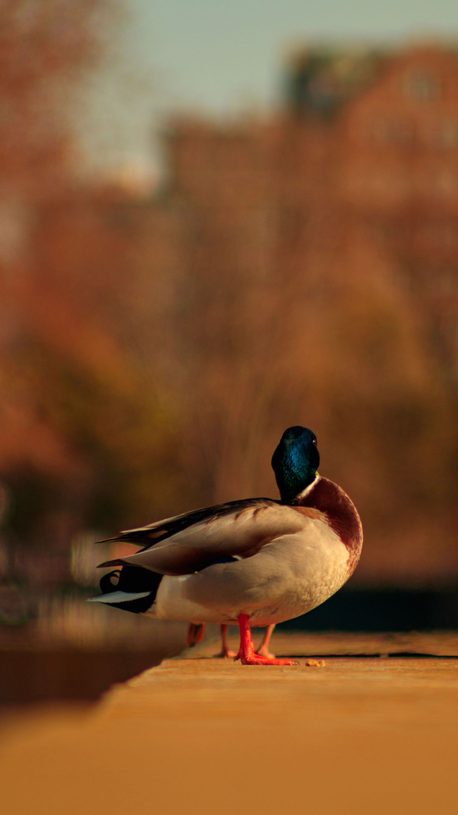 Mallard duck with green head resting on ground against autumn foliage.