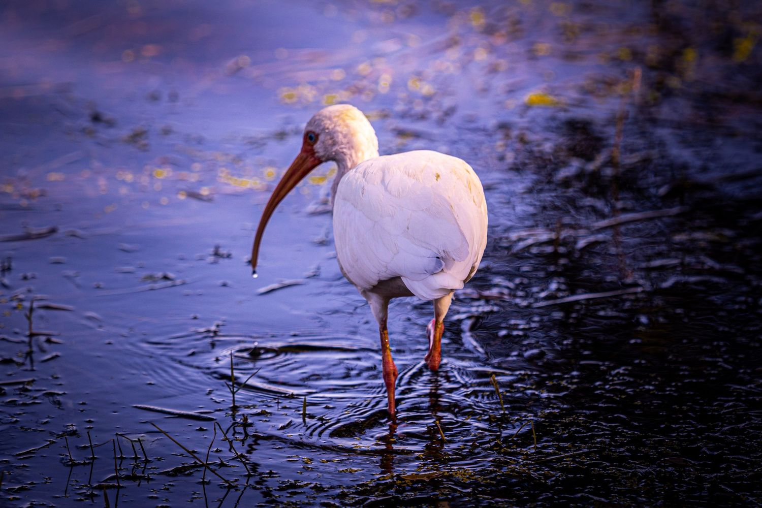 White ibis birds wade through shallow water at sunset searching for food in their natural wetland habitat.