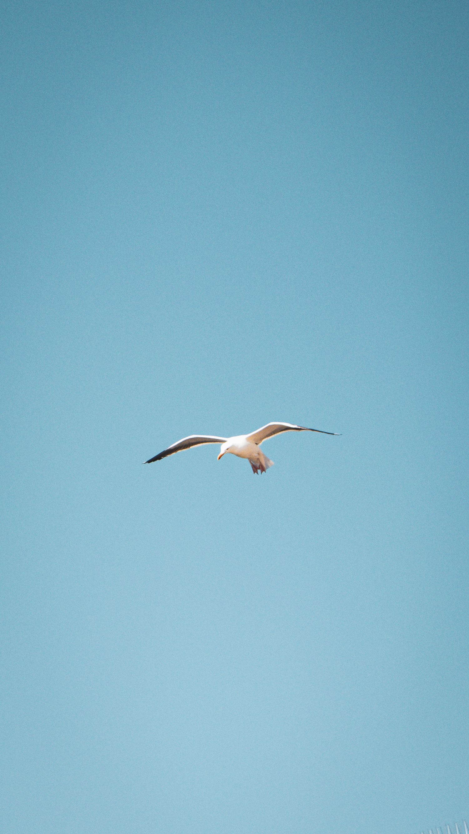 Seagull soaring against clear blue sky with wings spread wide.