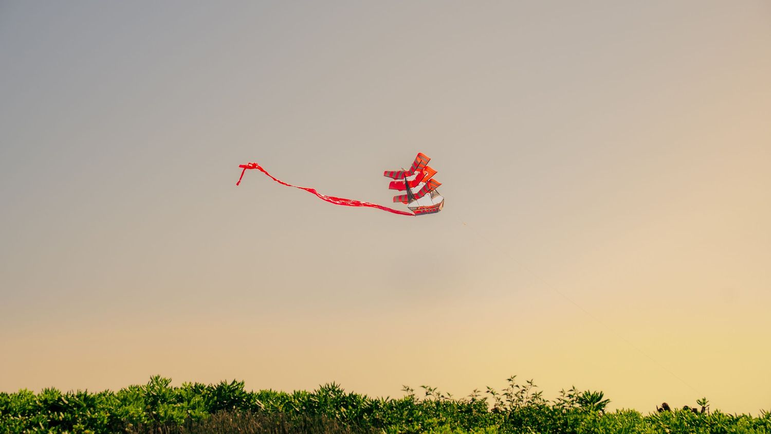 Red kite soaring against a clear sky during golden hour.